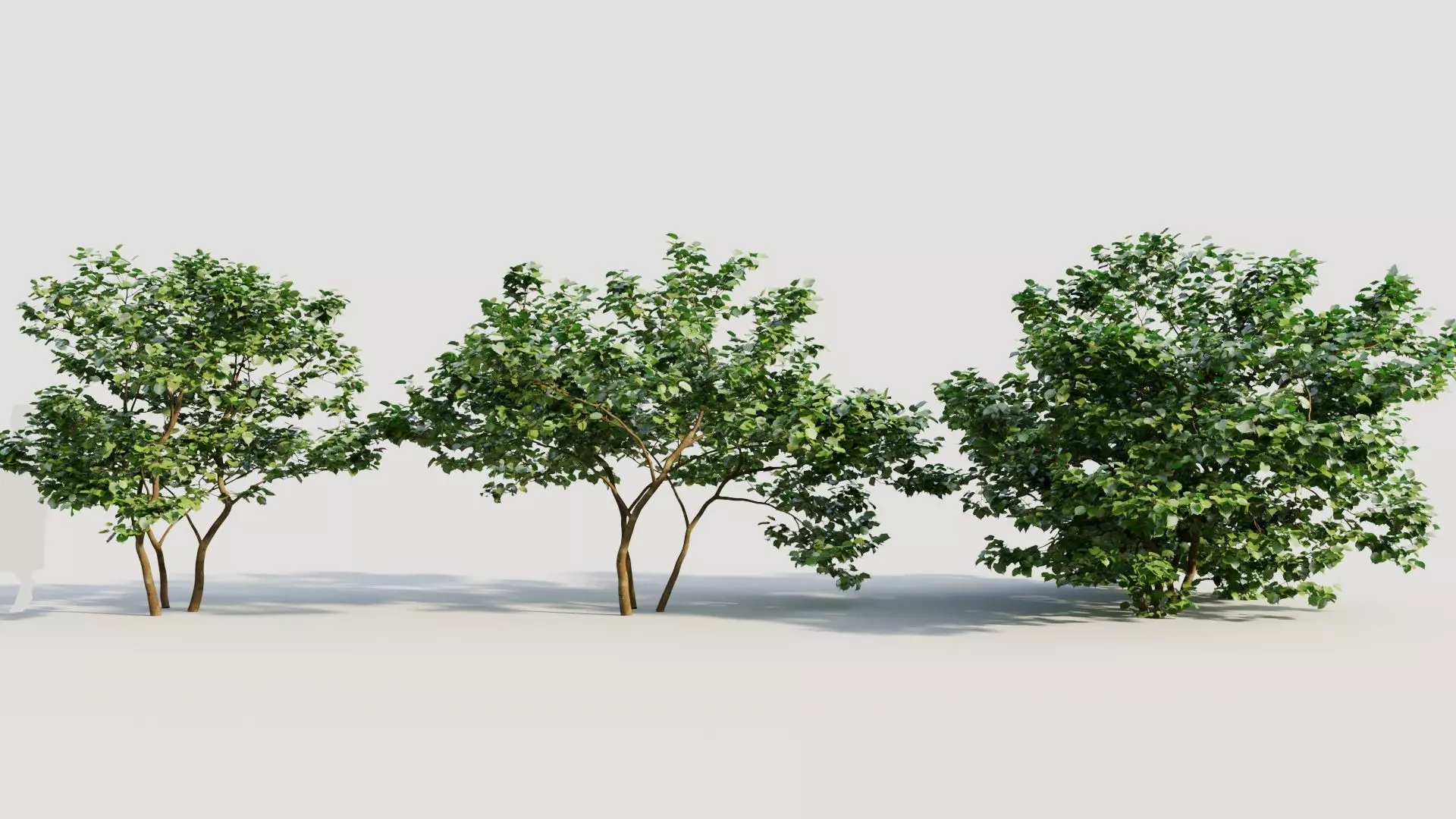 Corylus avellana d 3D model