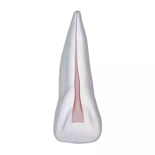 Human Upper Left Central Incisor Tooth With Pulp Cavity 3D model