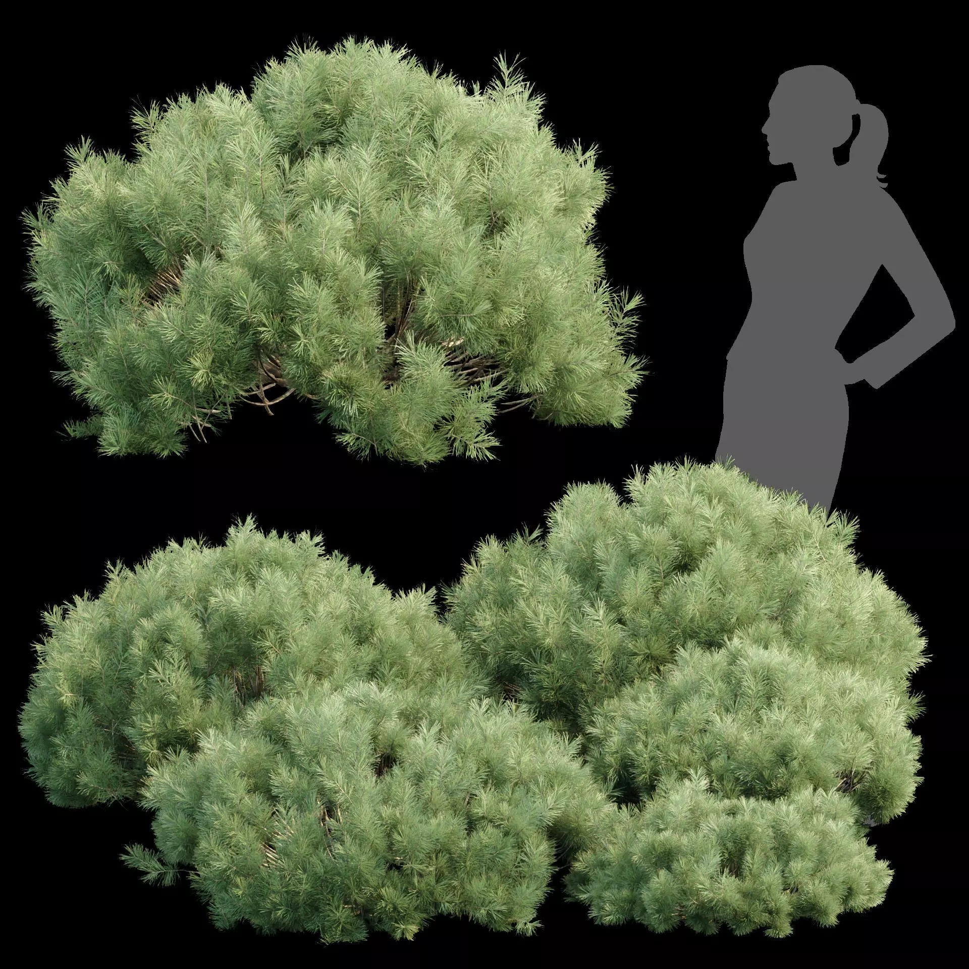 Pine bushes collection vol 255-3dsmax-Blender 3D model