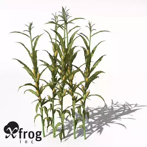XfrogPlants Corn 3D model