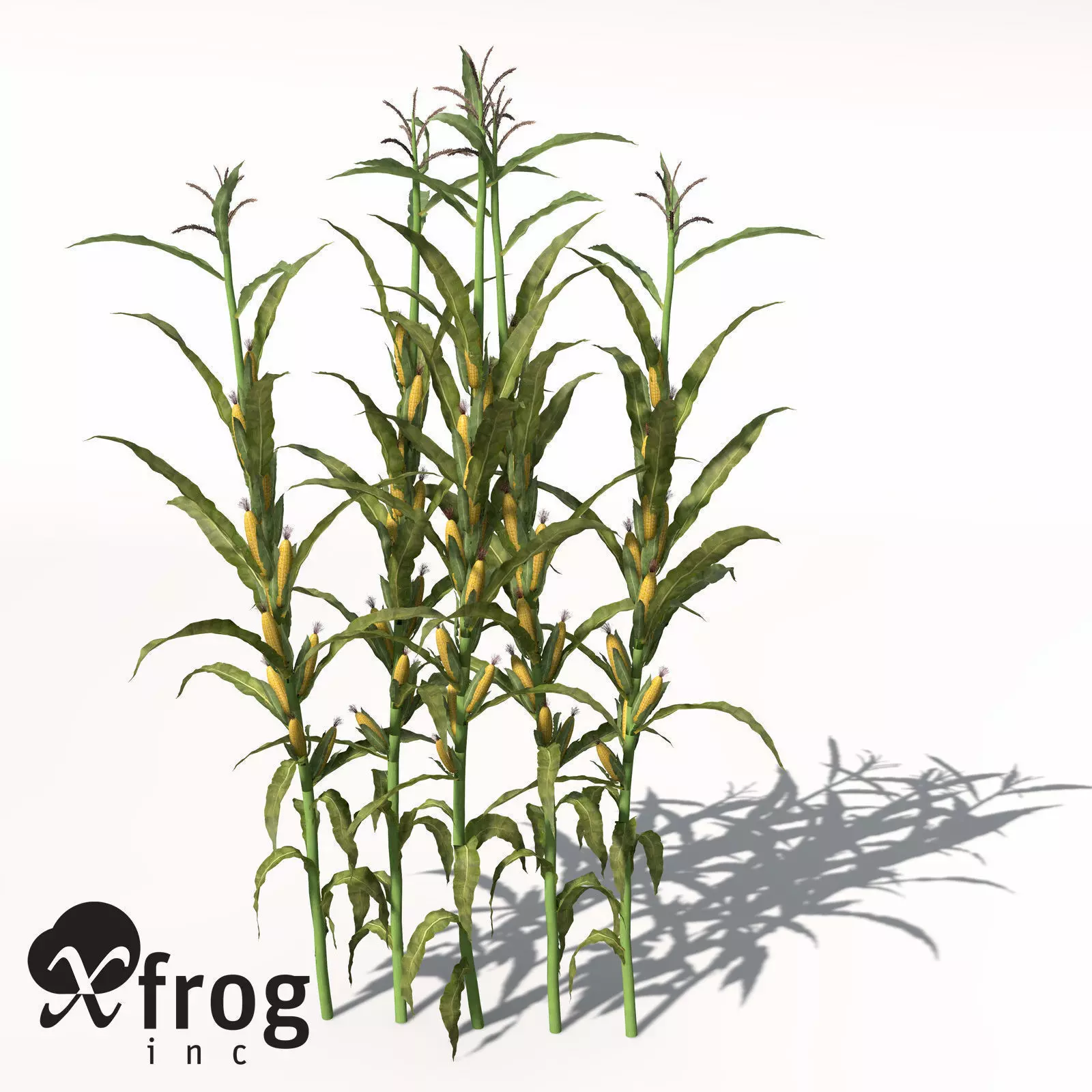XfrogPlants Corn 3D model_0