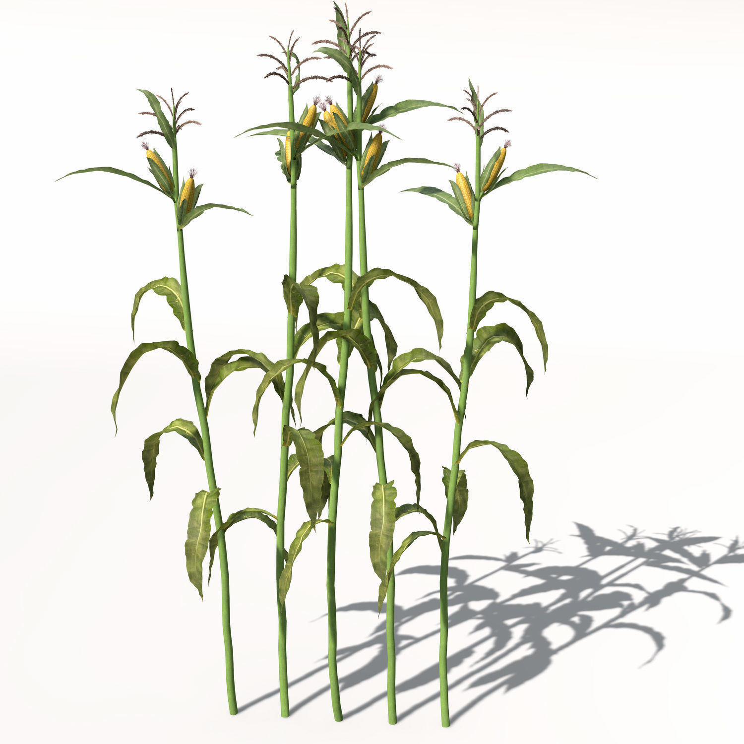 XfrogPlants Corn 3D model_8