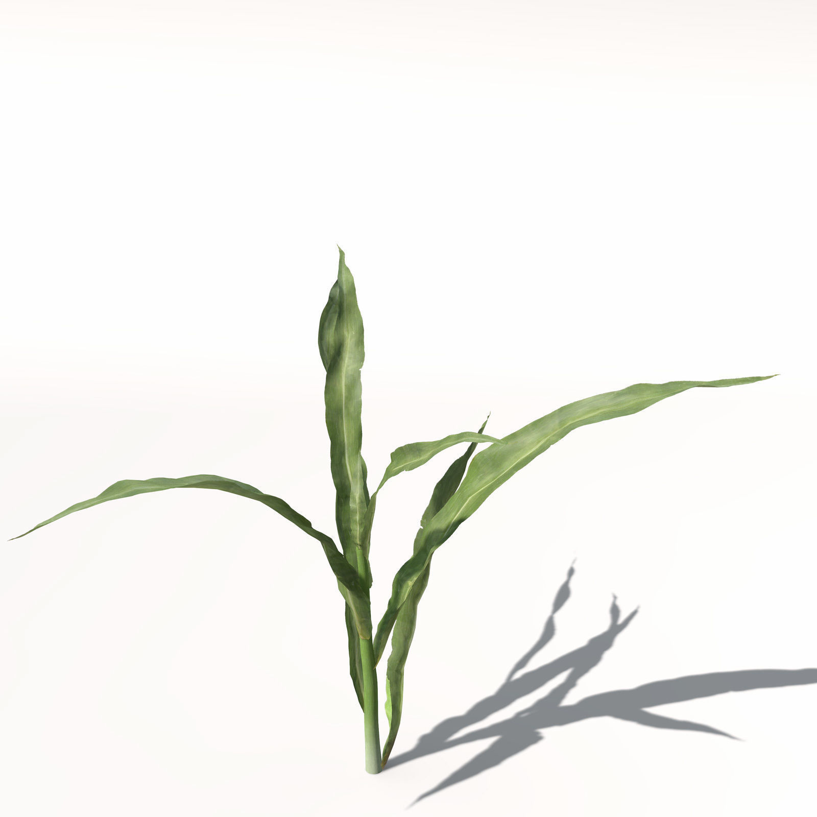 XfrogPlants Corn 3D model_4