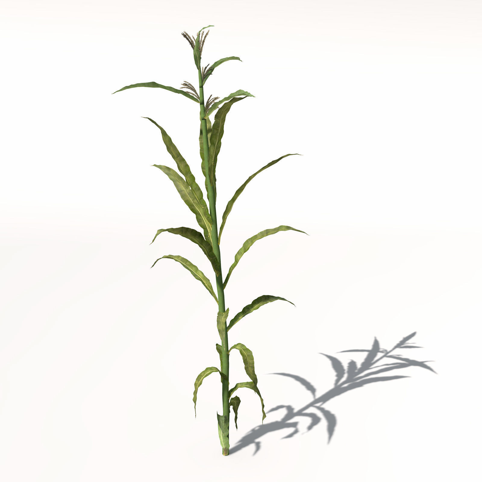 XfrogPlants Corn 3D model_2