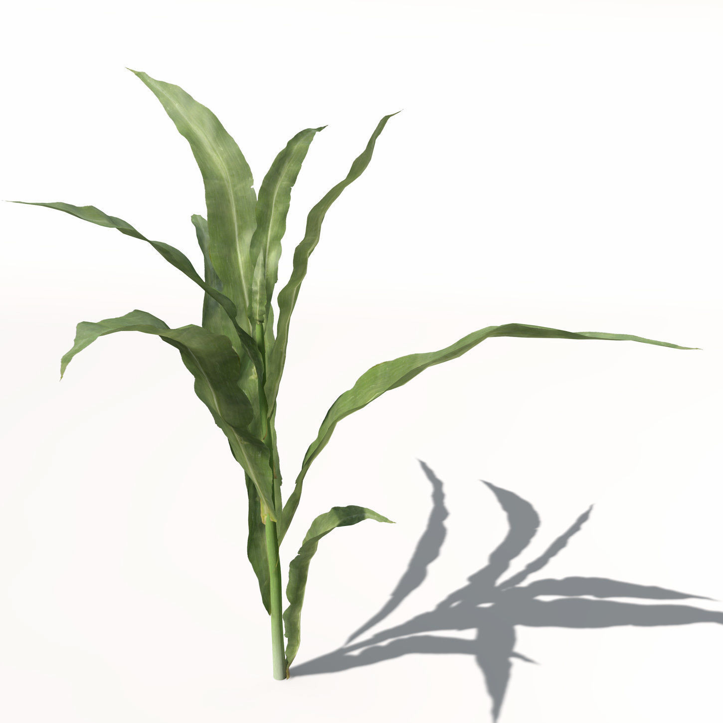 XfrogPlants Corn 3D model_1