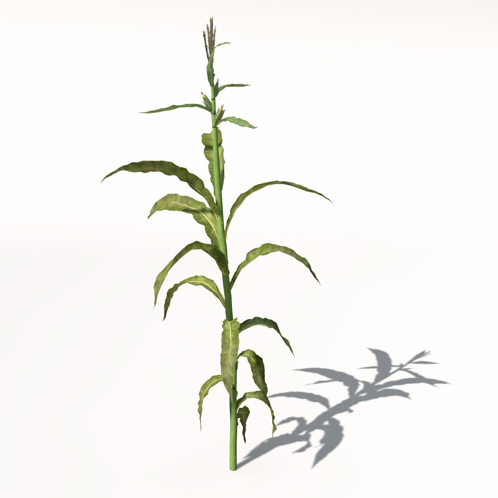 XfrogPlants Corn 3D model_5