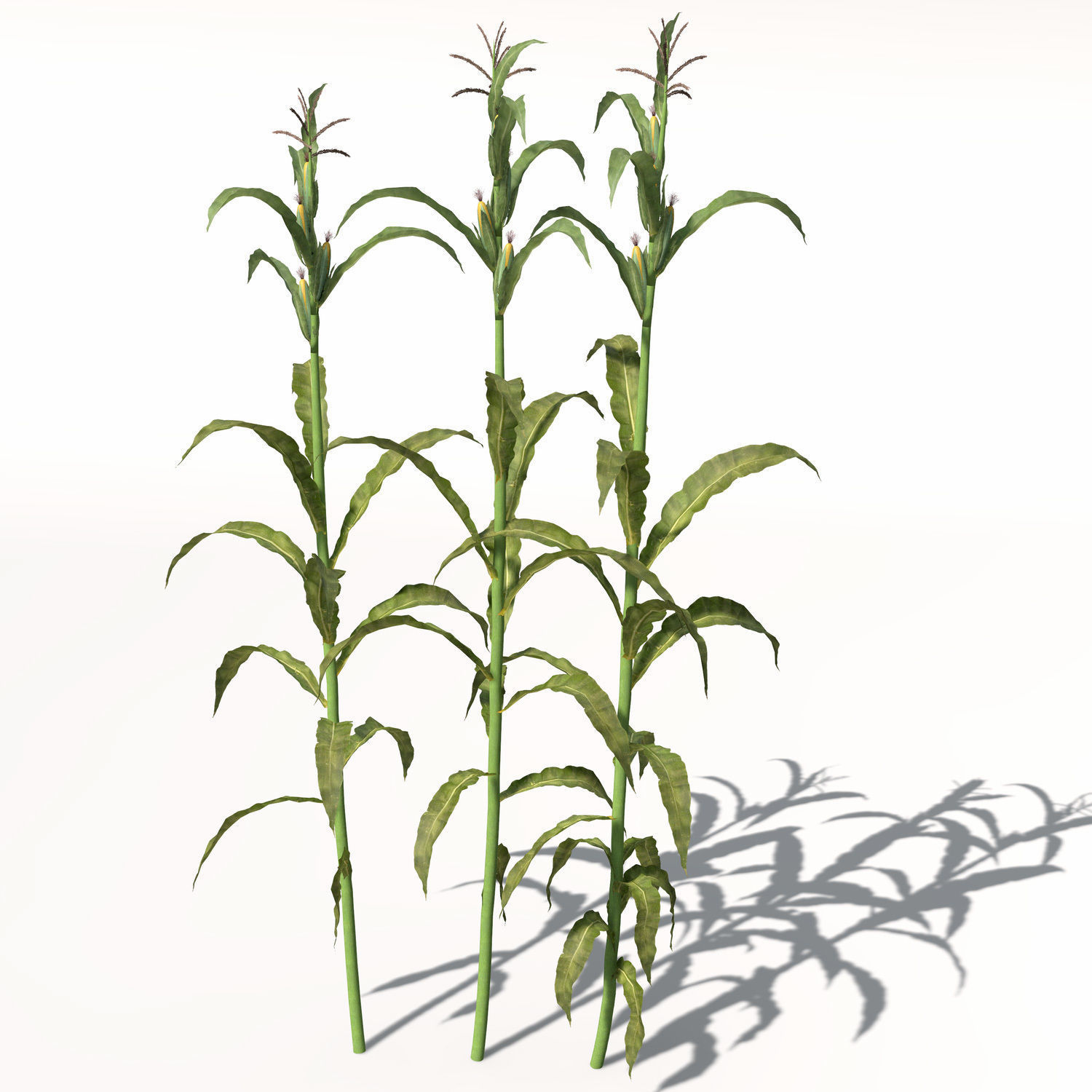 XfrogPlants Corn 3D model_7