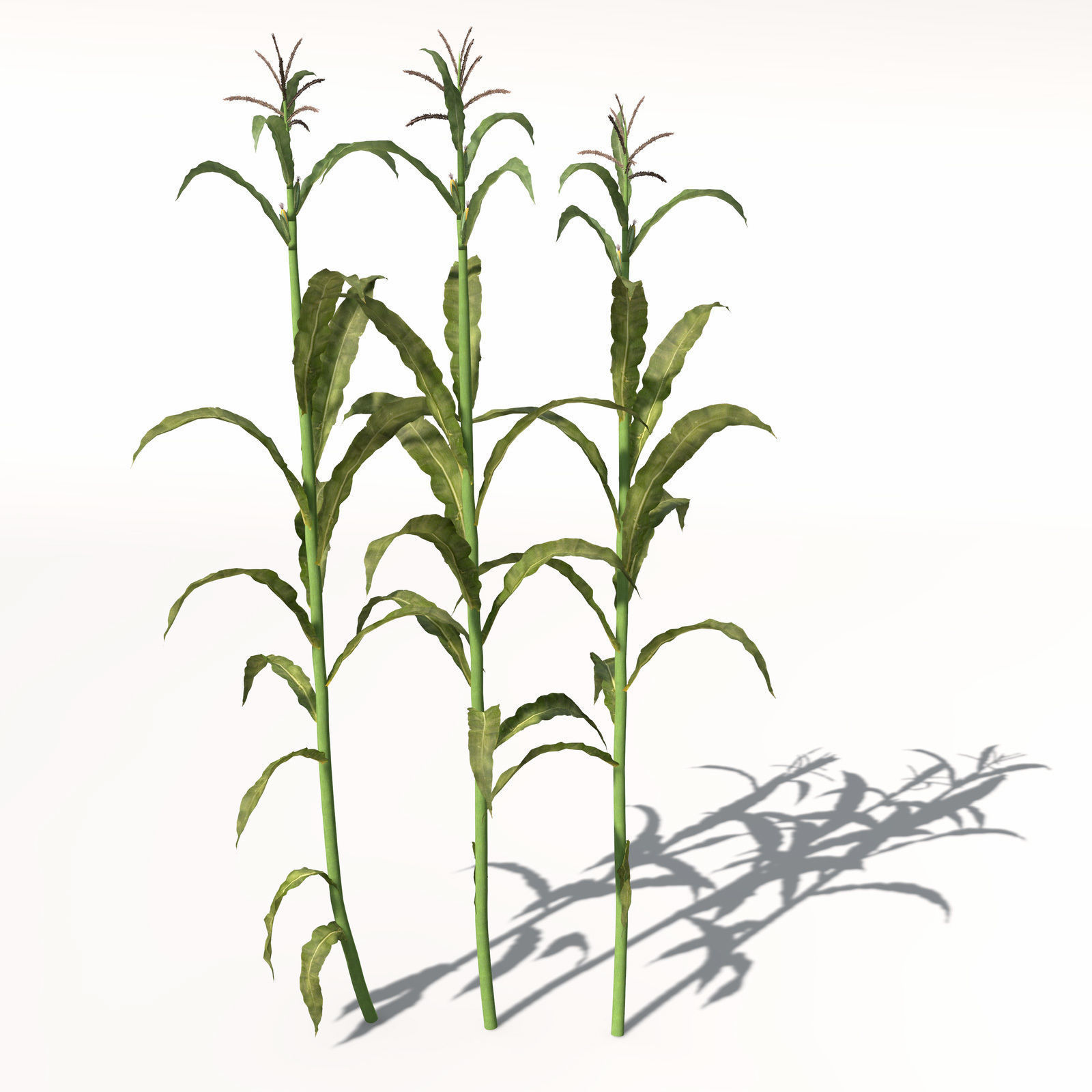 XfrogPlants Corn 3D model_6