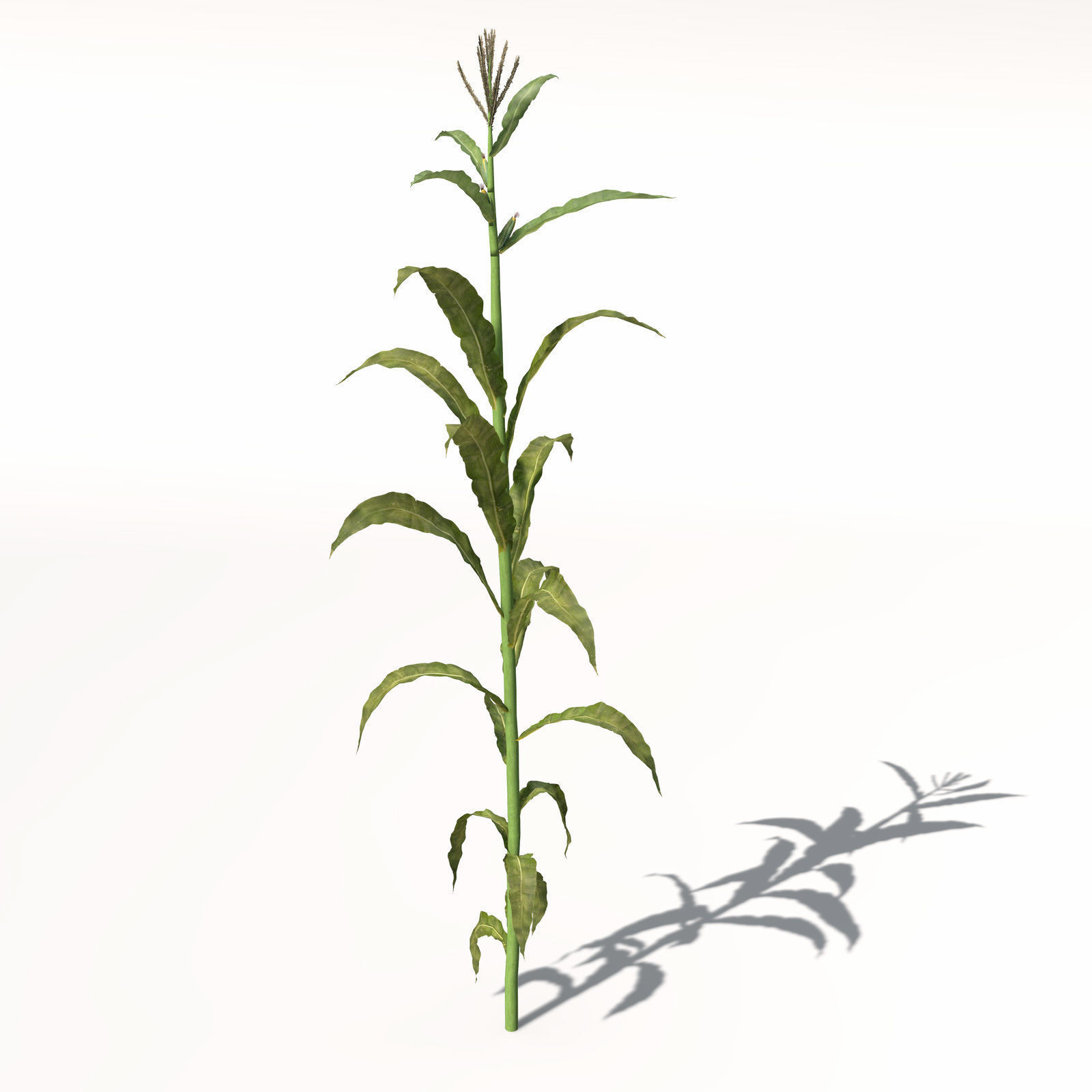XfrogPlants Corn 3D model_3