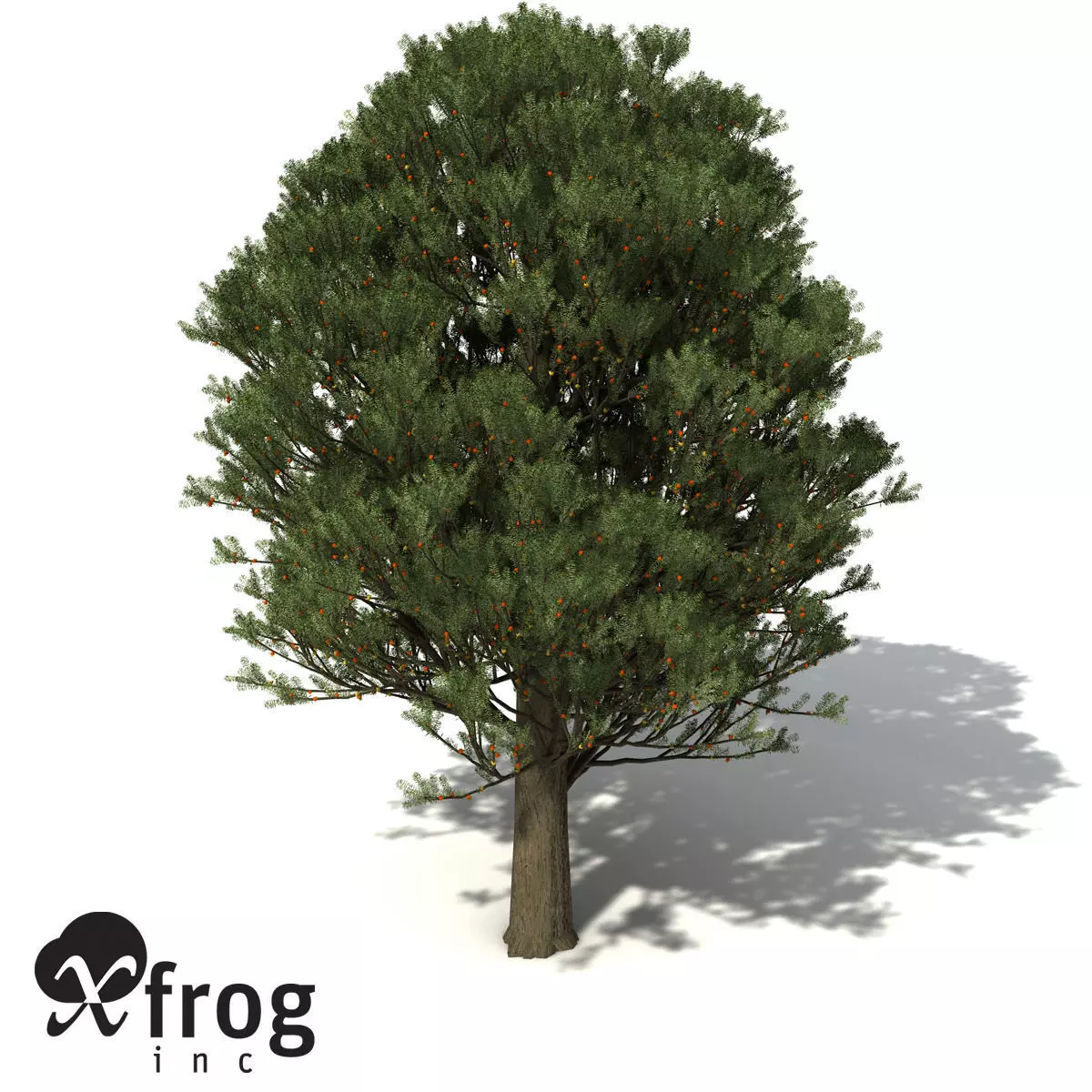 XfrogPlants Totara 3D model
