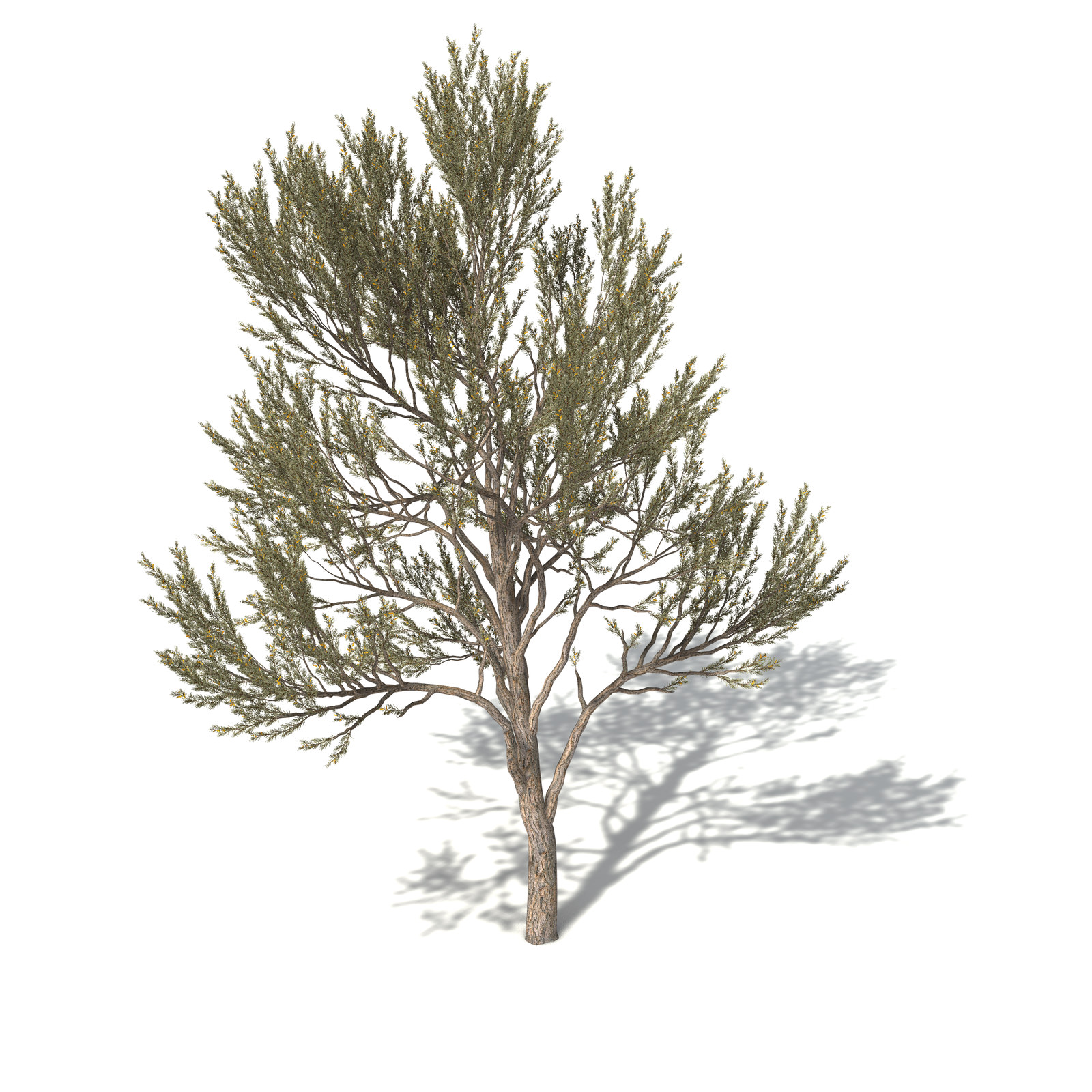 XfrogPlants True Mulga 3D model_9