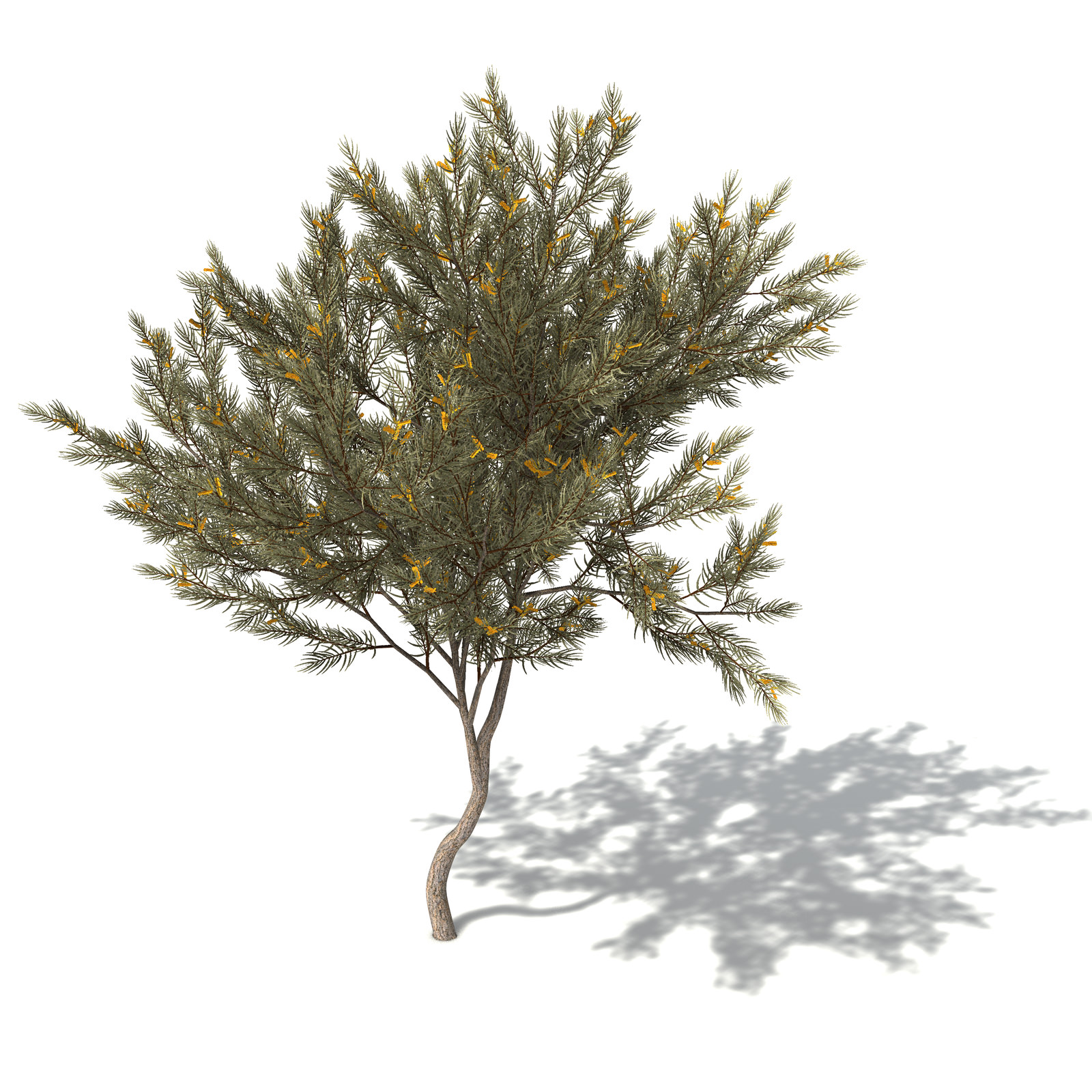 XfrogPlants True Mulga 3D model_8