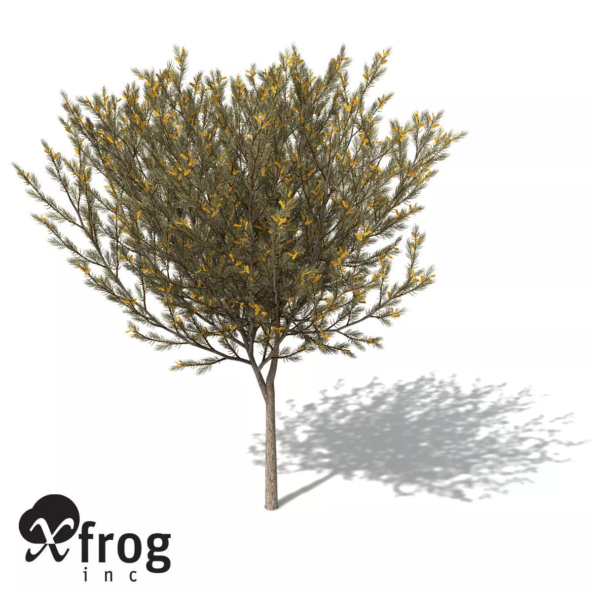 XfrogPlants True Mulga 3D model_0