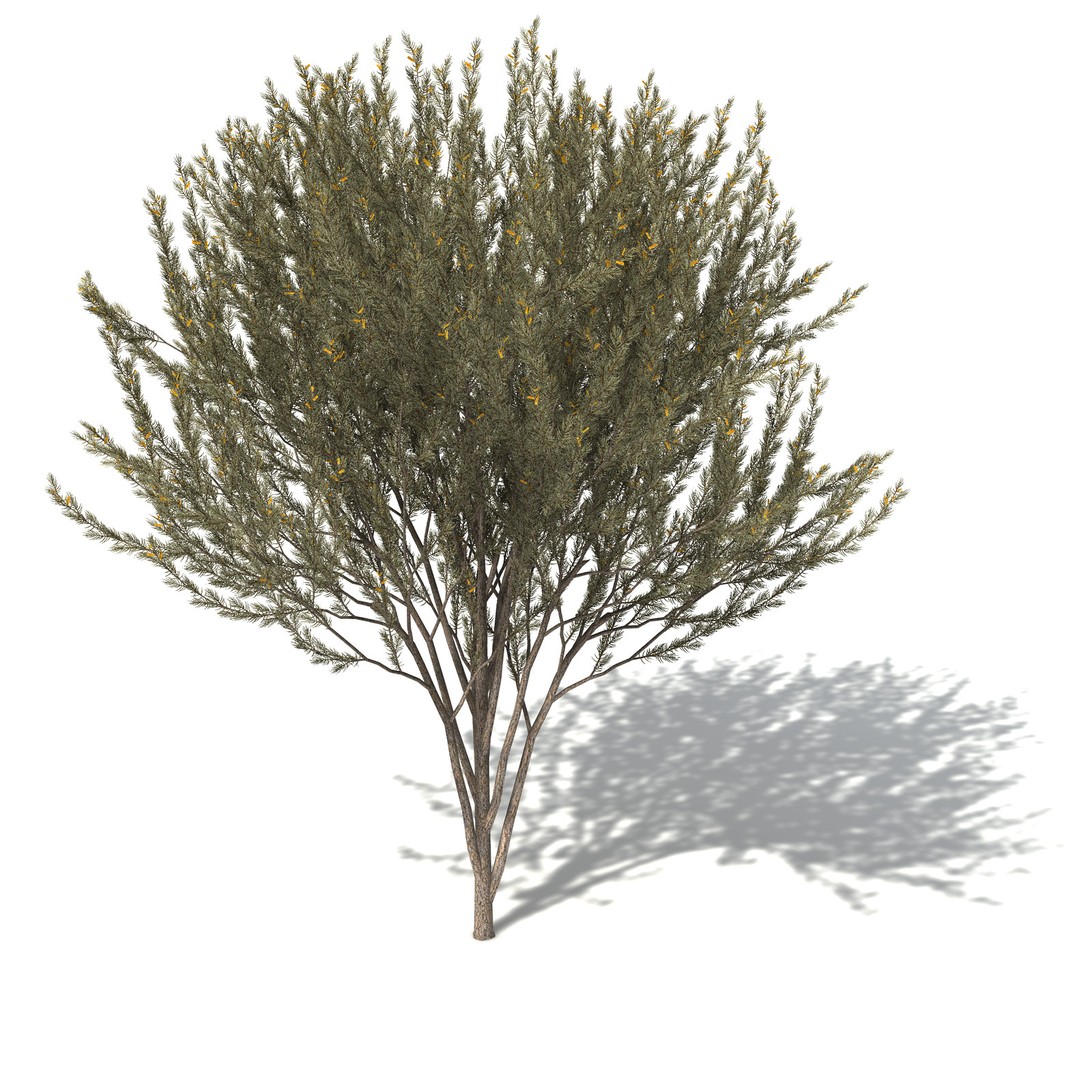 XfrogPlants True Mulga 3D model_6