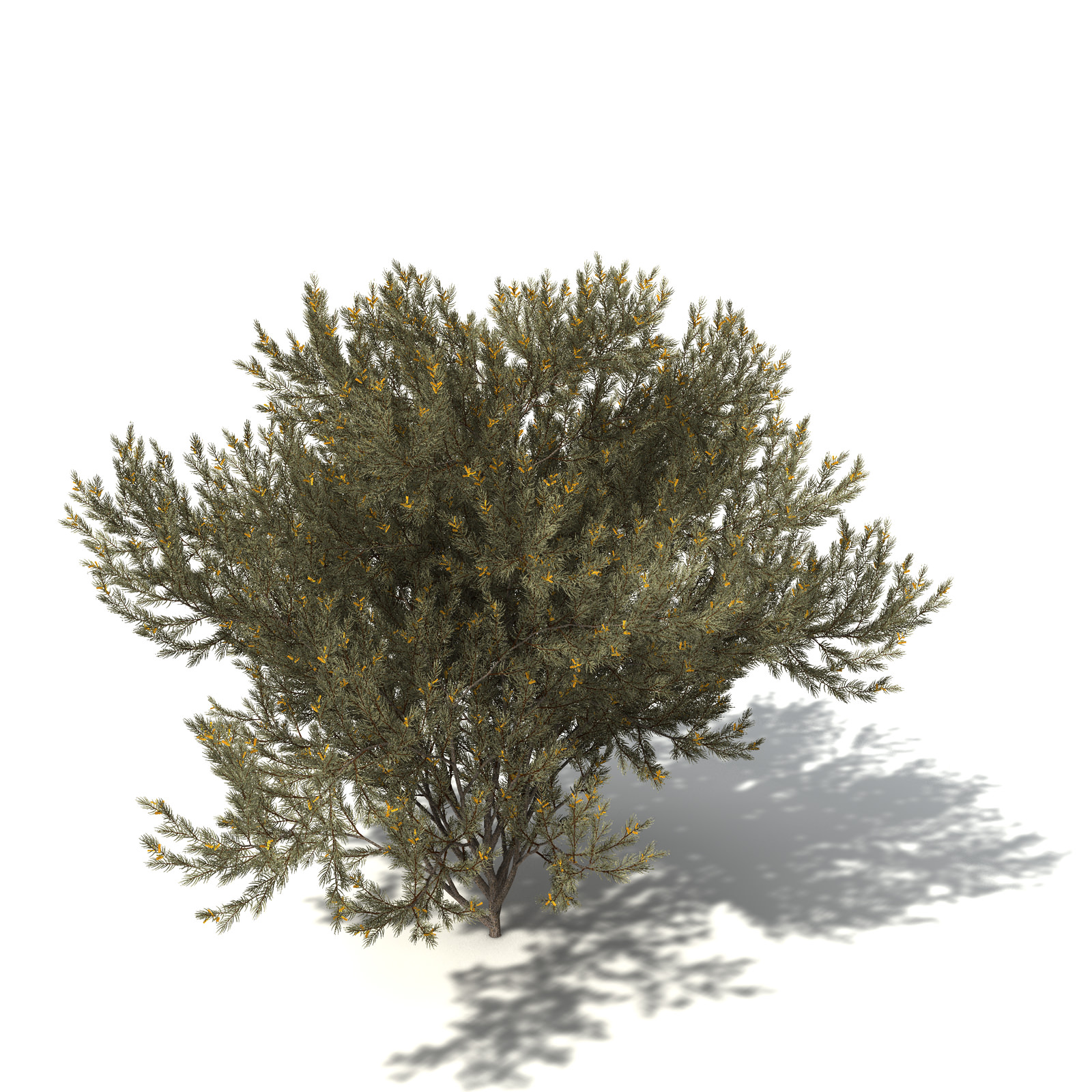 XfrogPlants True Mulga 3D model_5