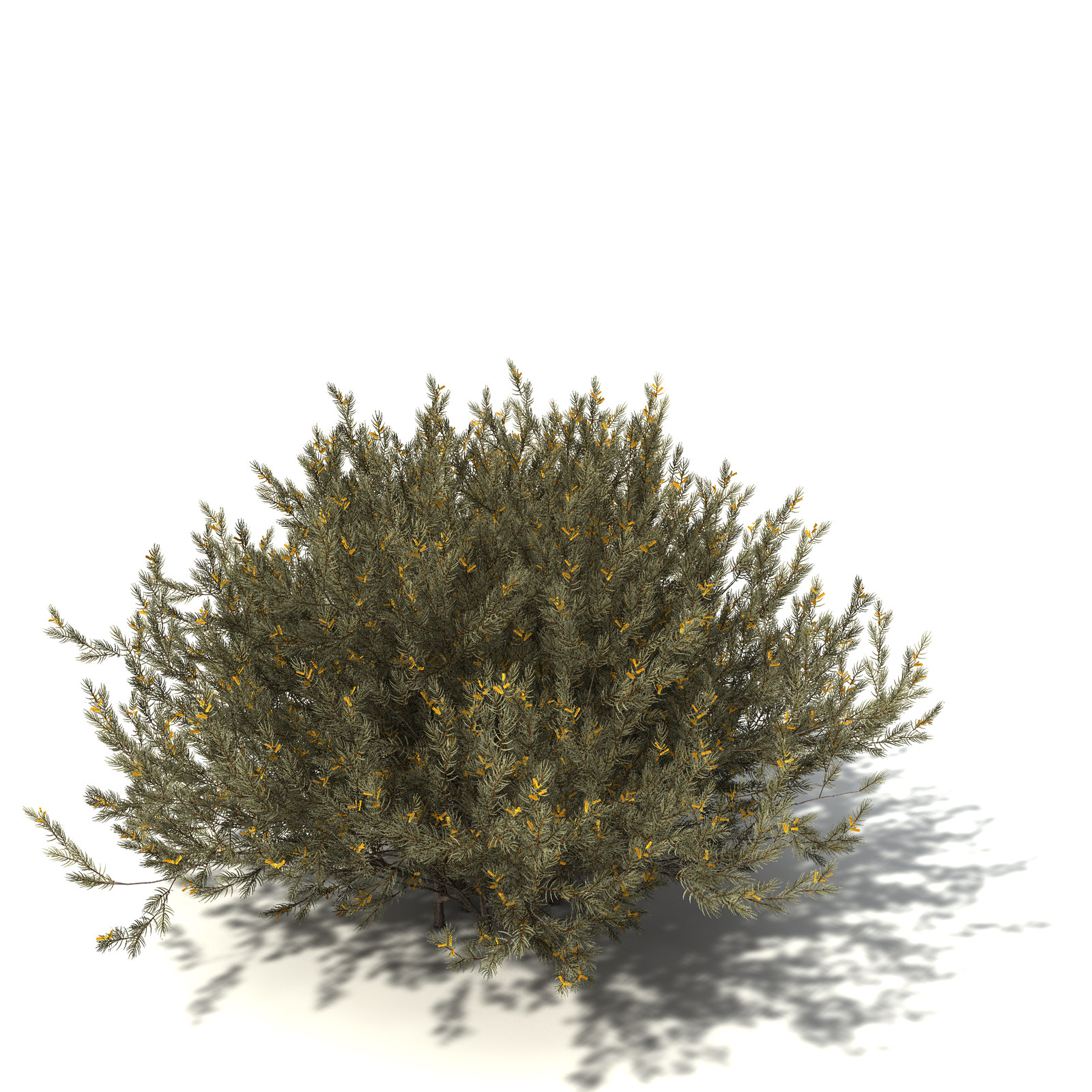 XfrogPlants True Mulga 3D model_2