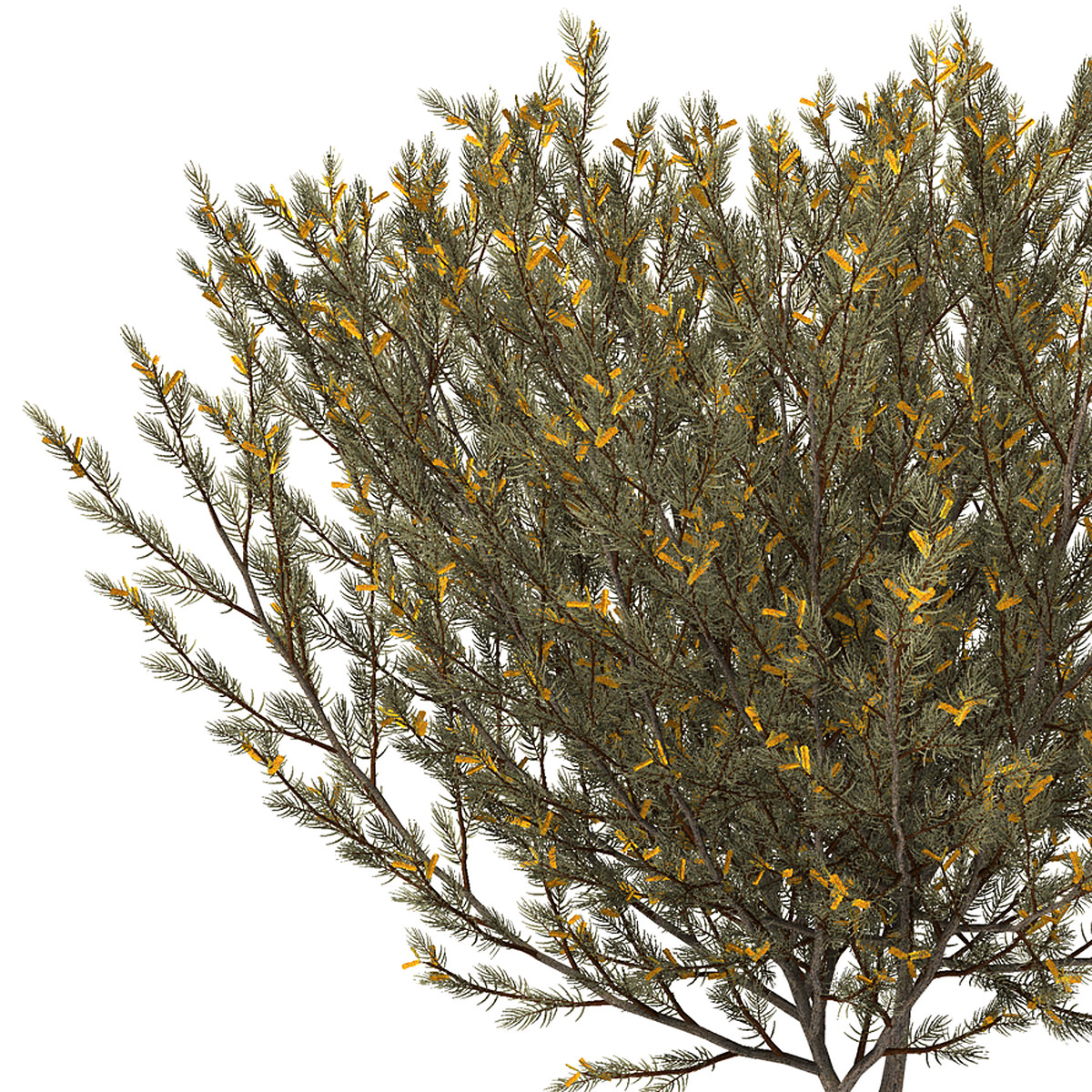 XfrogPlants True Mulga 3D model_4