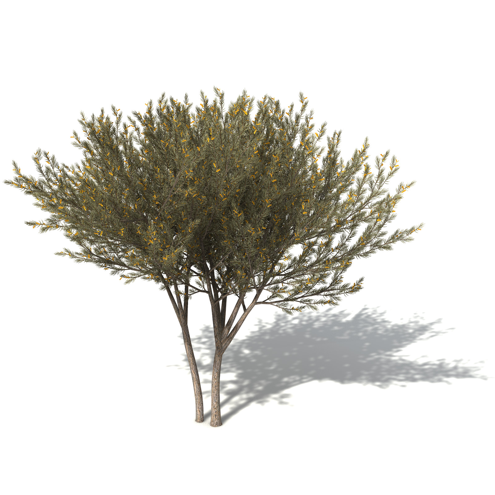 XfrogPlants True Mulga 3D model_7