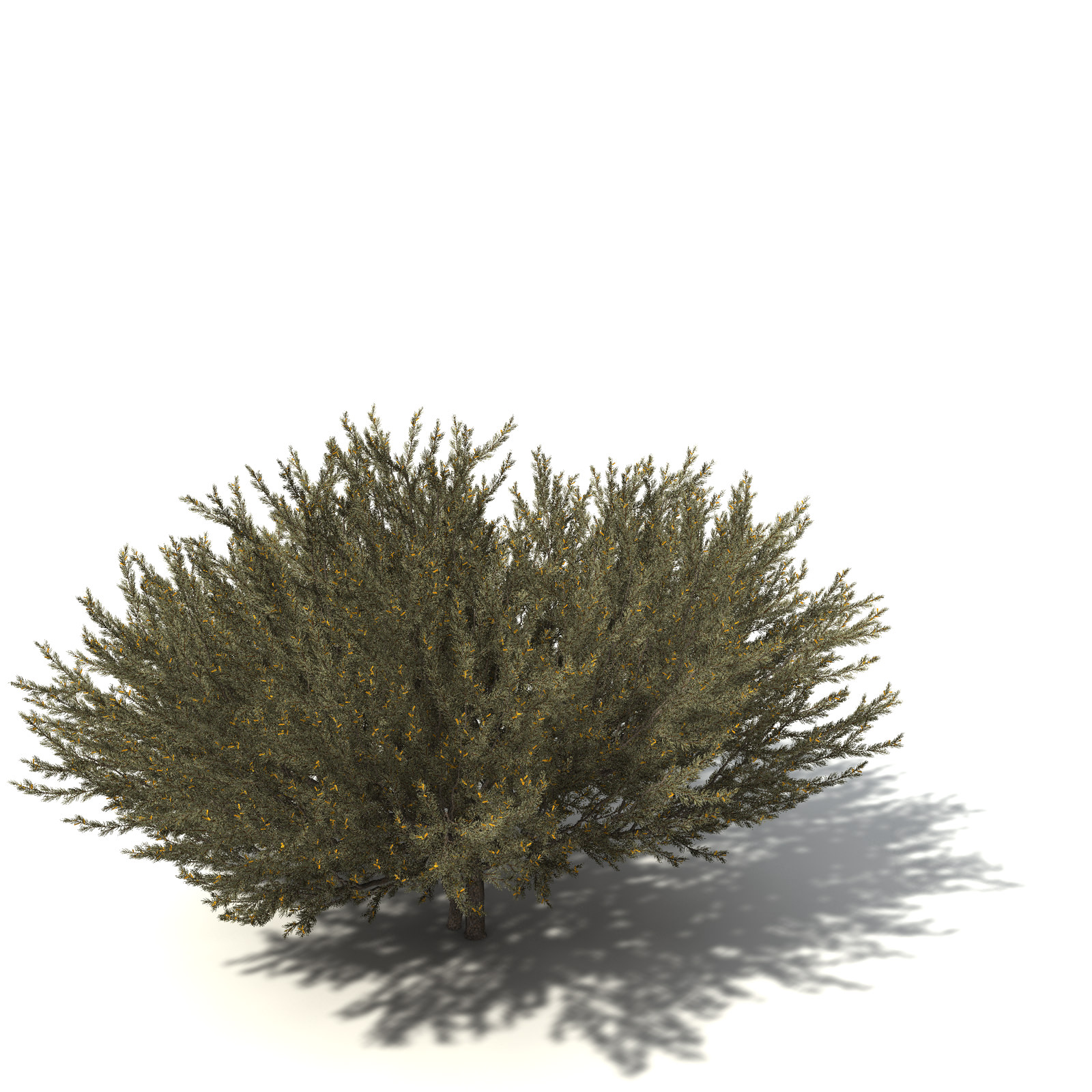 XfrogPlants True Mulga 3D model_1