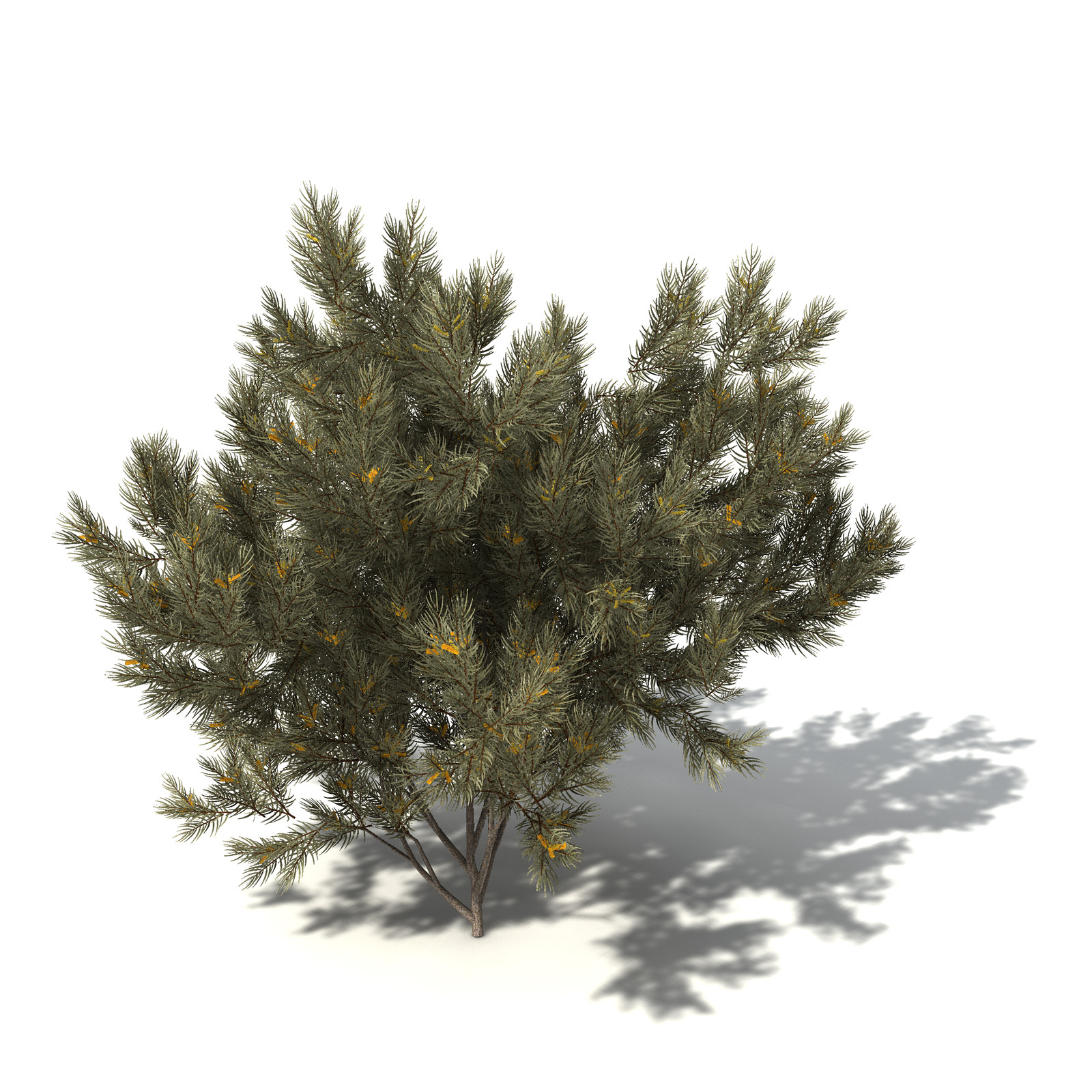 XfrogPlants True Mulga 3D model_3