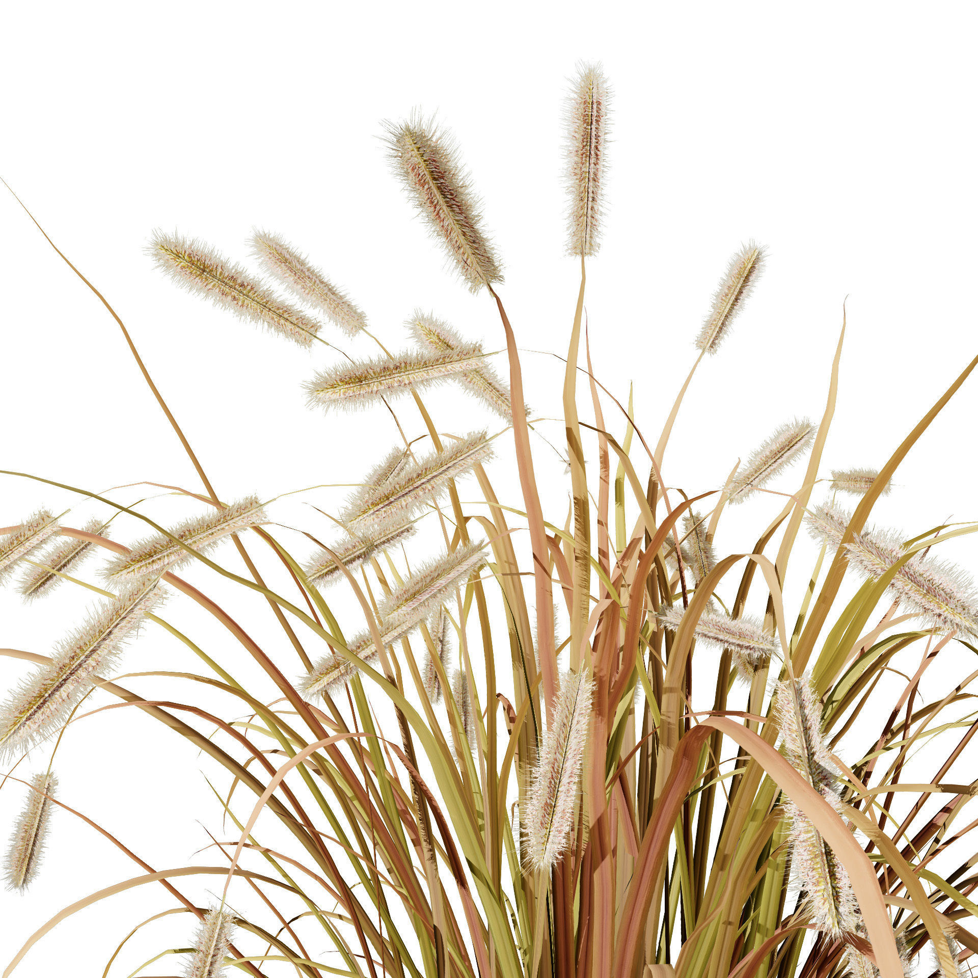 Purple Fountain Grass Low-poly 3D model_7