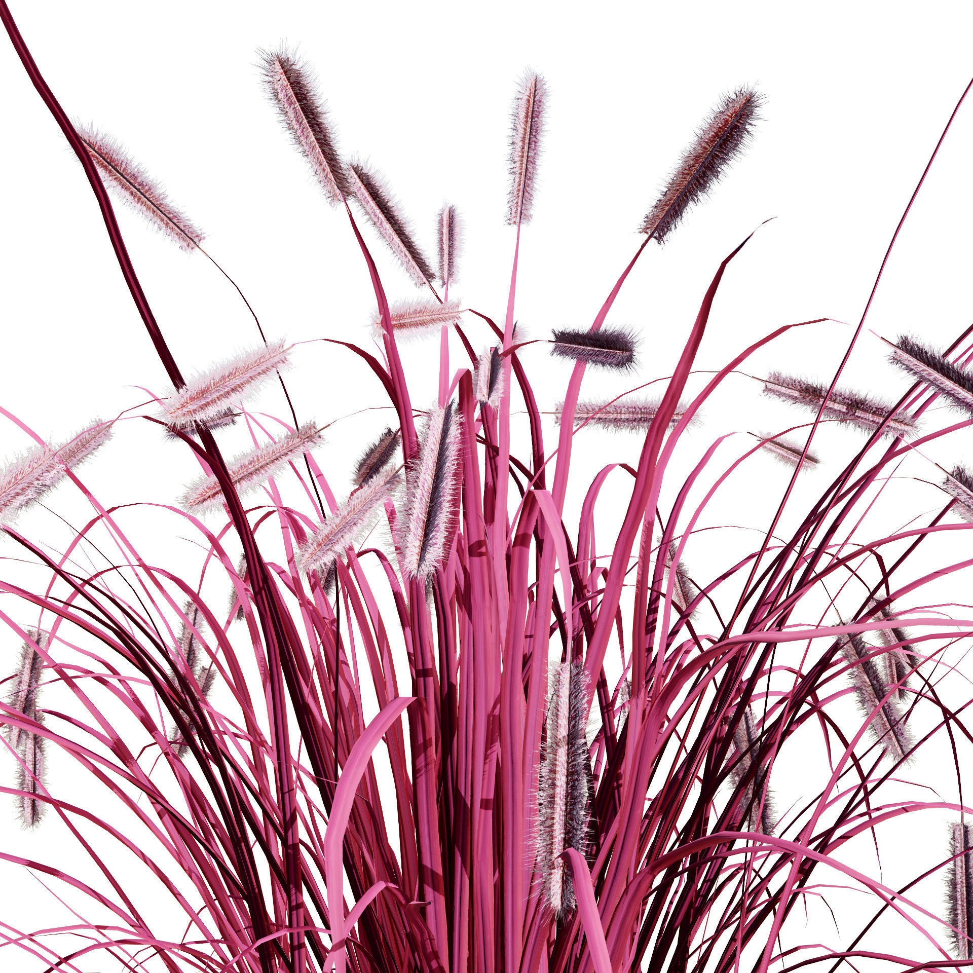 Purple Fountain Grass Low-poly 3D model_9