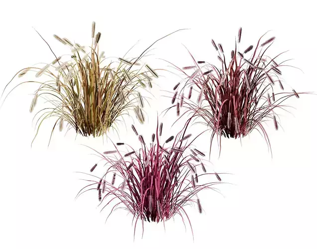Purple Fountain Grass Low-poly 3D model