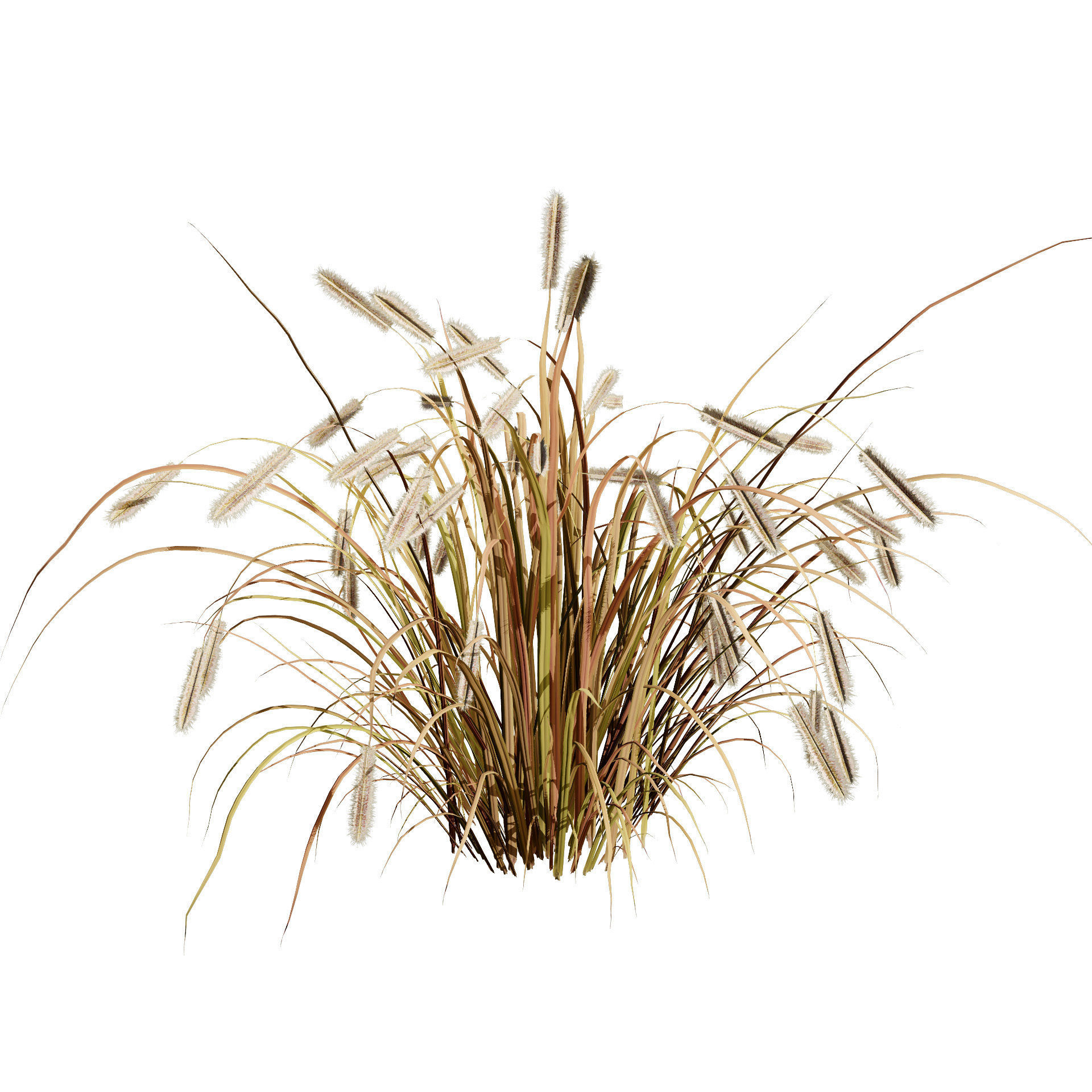 Purple Fountain Grass Low-poly 3D model_5