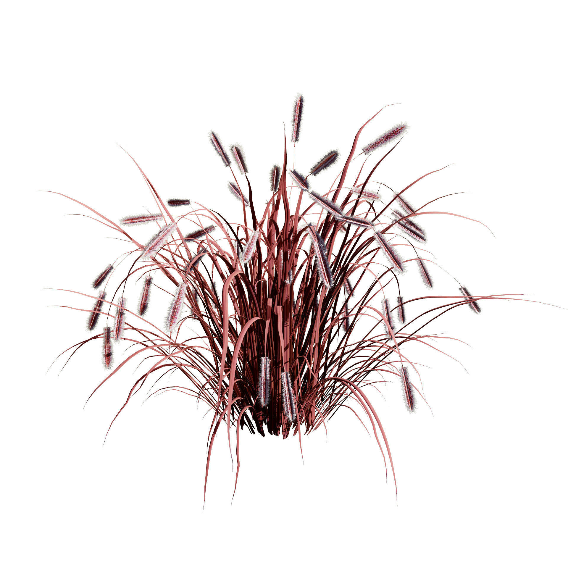 Purple Fountain Grass Low-poly 3D model_10