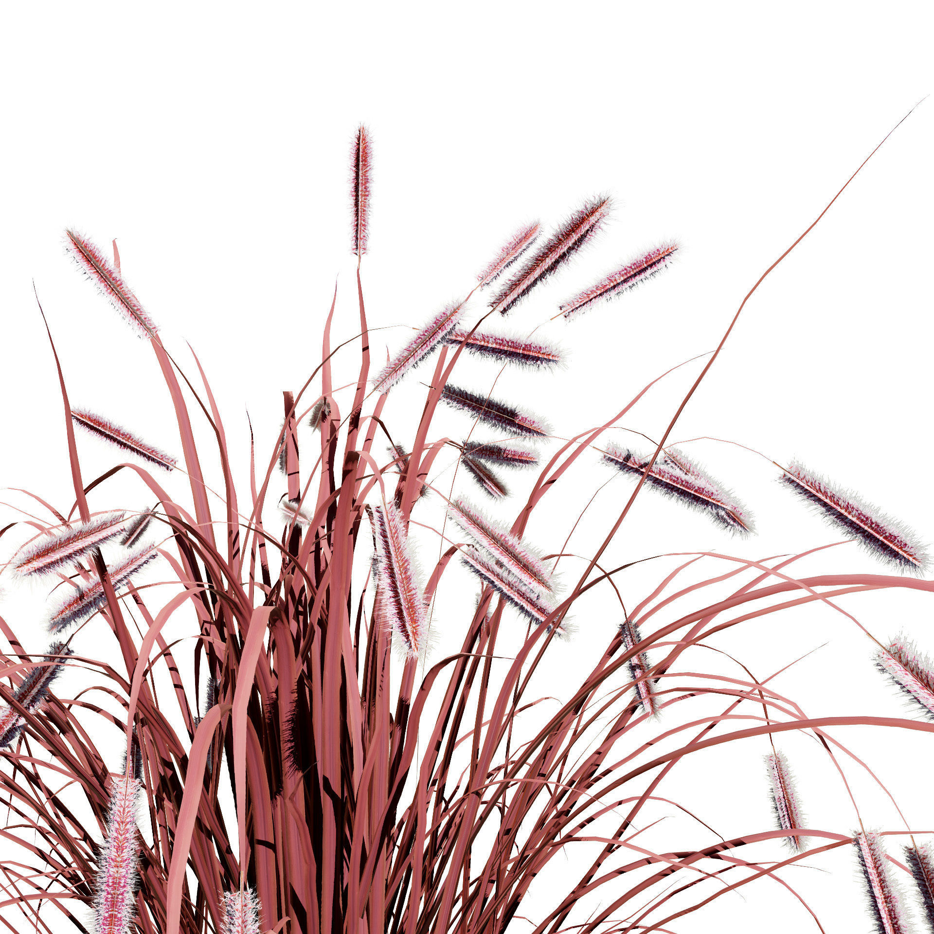 Purple Fountain Grass Low-poly 3D model_11