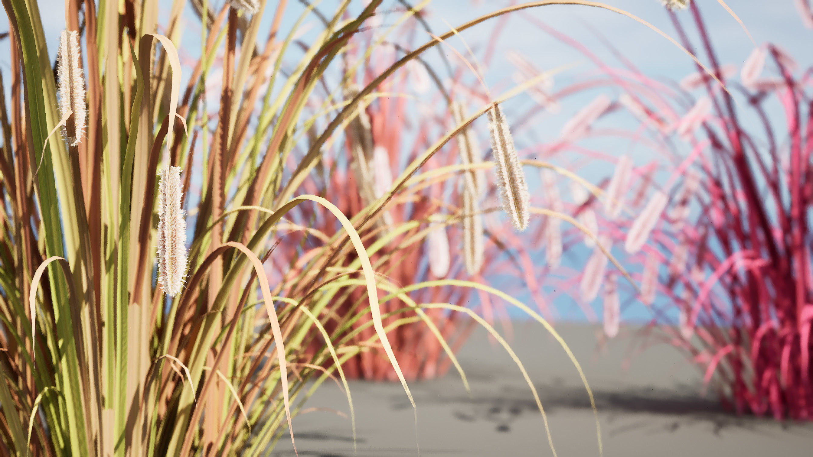 Purple Fountain Grass Low-poly 3D model_2