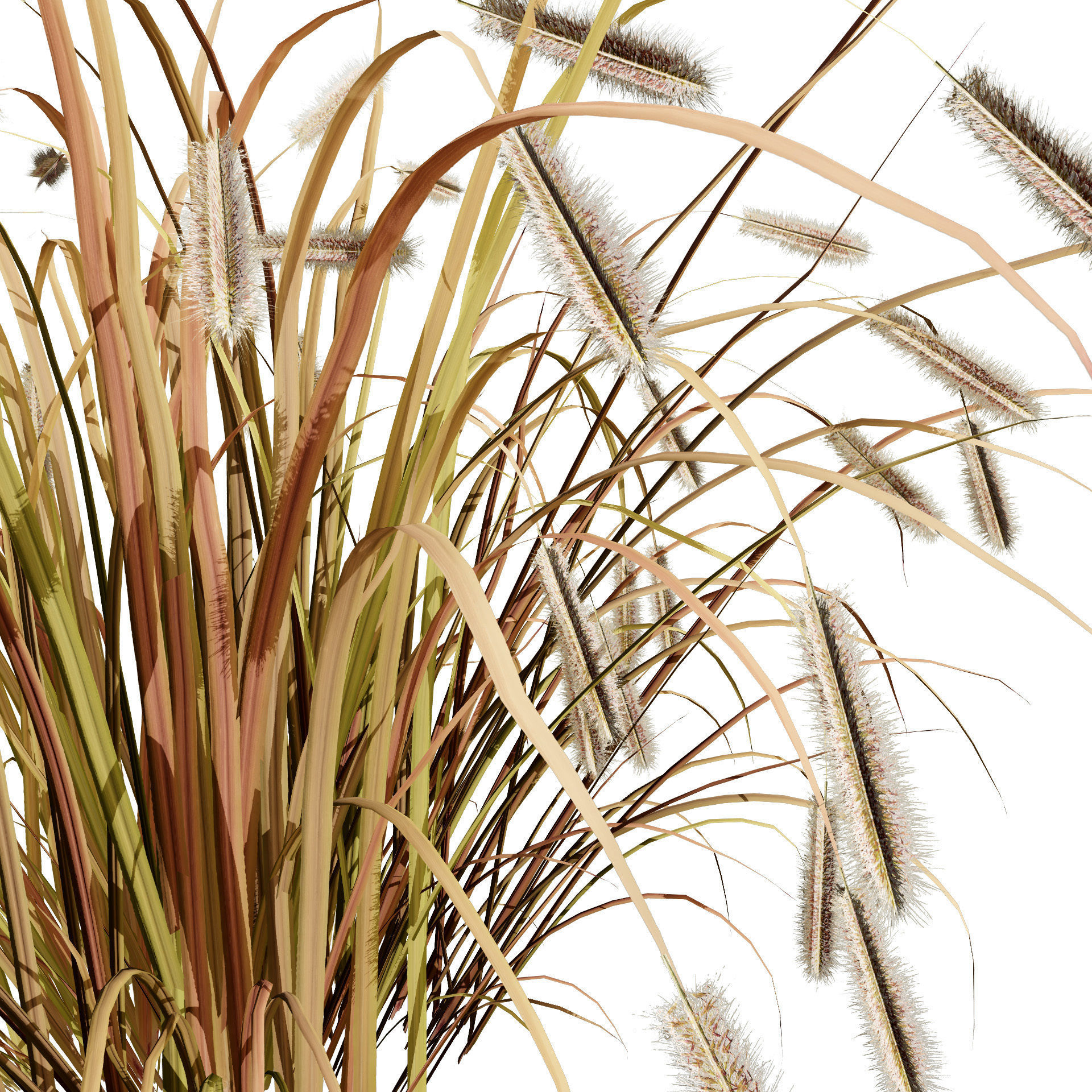 Purple Fountain Grass Low-poly 3D model_6