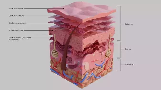 Skin Cross section  3D model