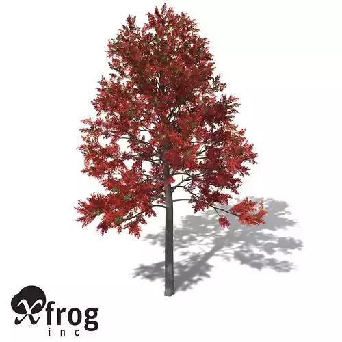 XfrogPlants Illawarra Flame Tree