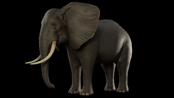 Animal Elephant Low-poly 3D model