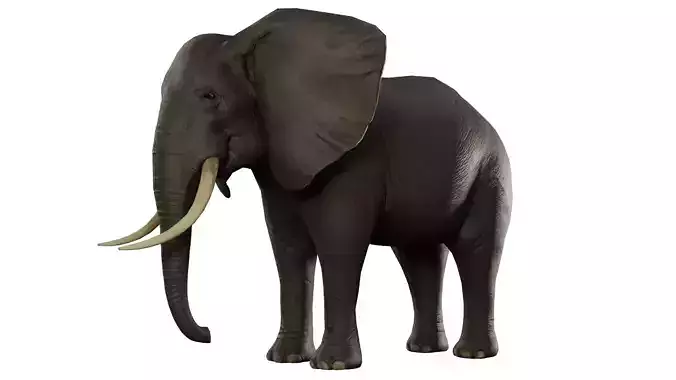 Animal Elephant