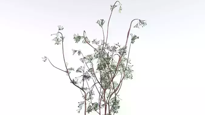 EVERYPlant Baiera LowPoly 1 --14 Models-- Low-poly 3D model