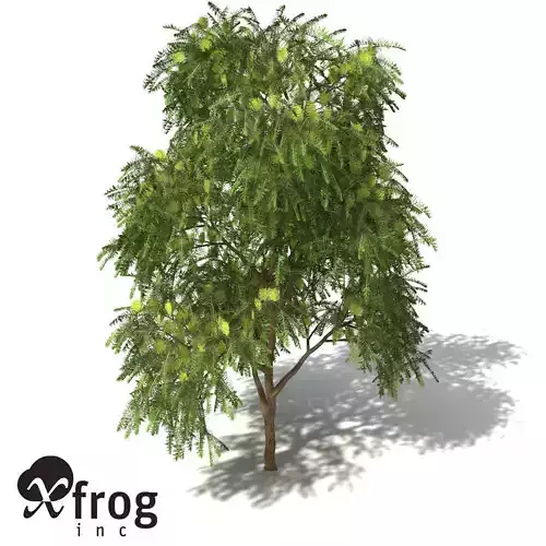 XfrogPlants Green Honey Myrtle