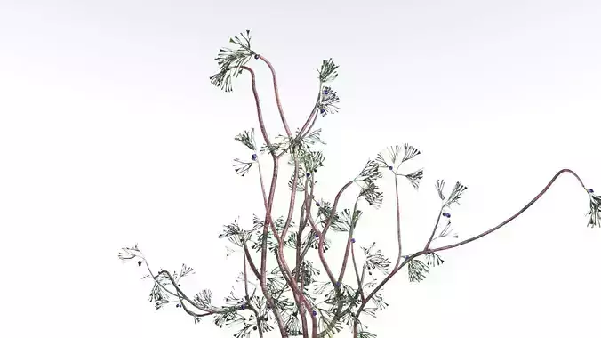 EVERYPlant Baiera LowPoly 2 --14 Models-- Low-poly 3D model