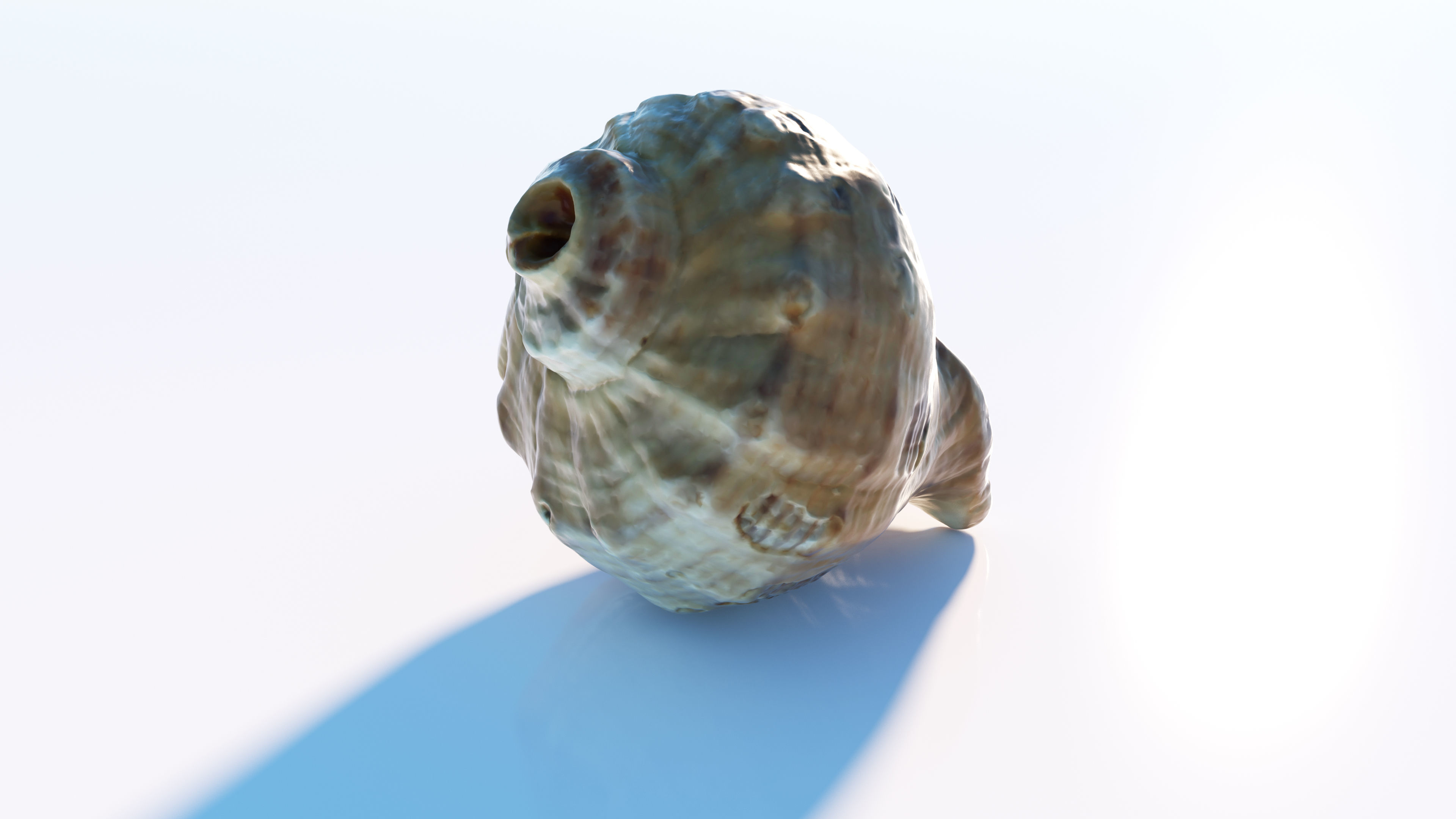 Sea shell Low-poly 3D model_5