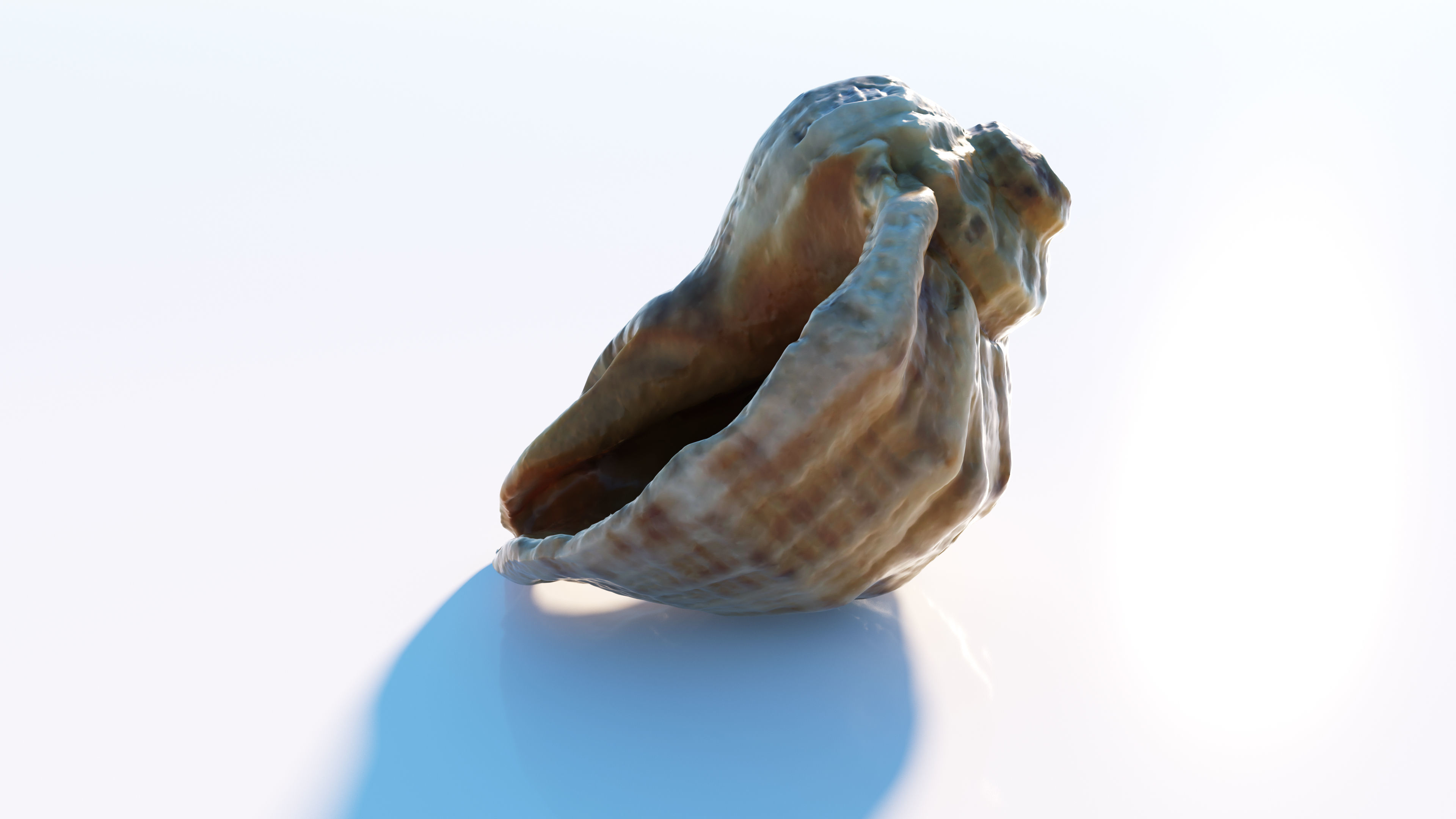 Sea shell Low-poly 3D model_2