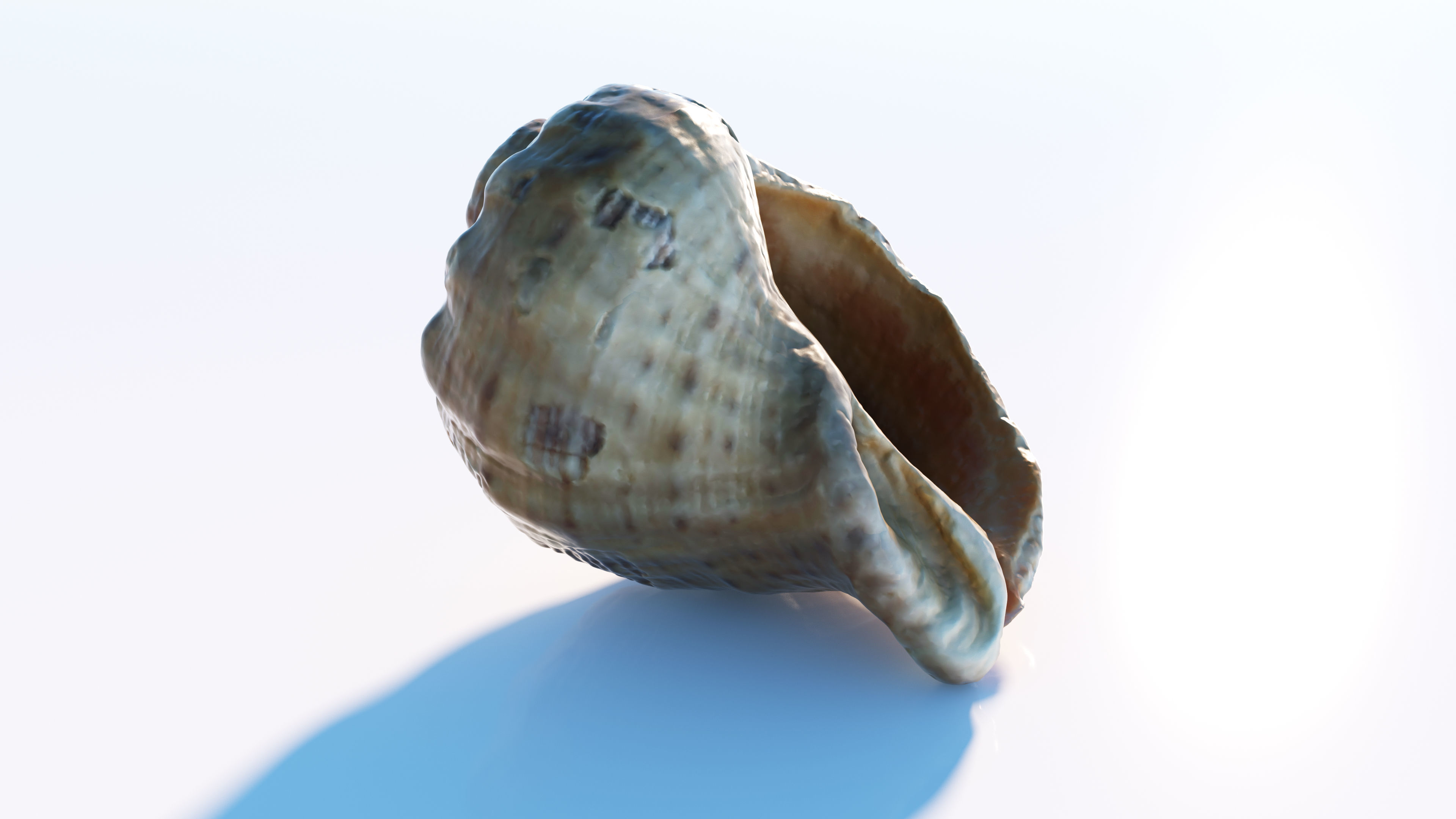 Sea shell Low-poly 3D model_4