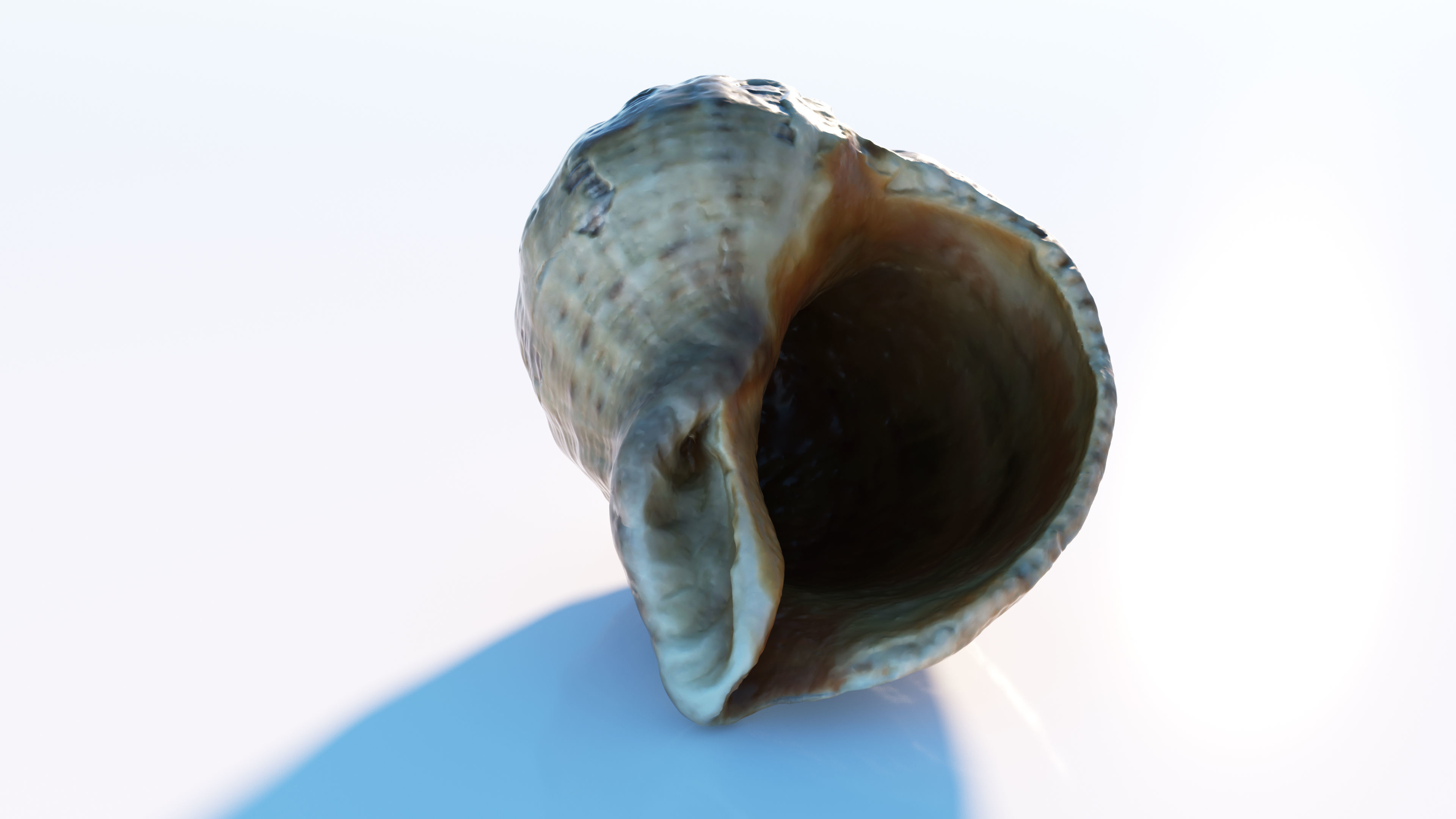 Sea shell Low-poly 3D model_3