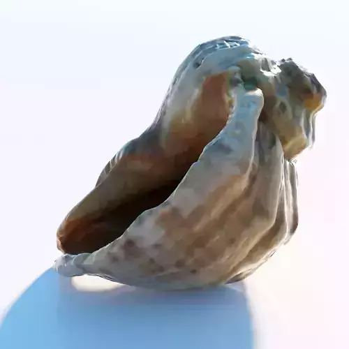 Sea shell