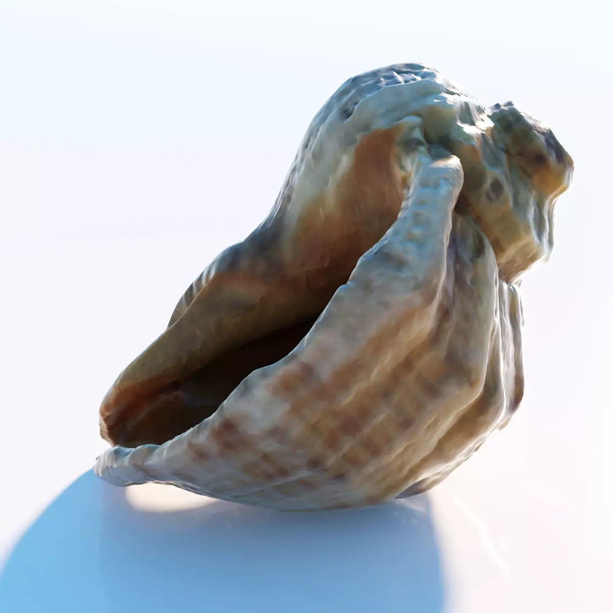 Sea shell Low-poly 3D model_0