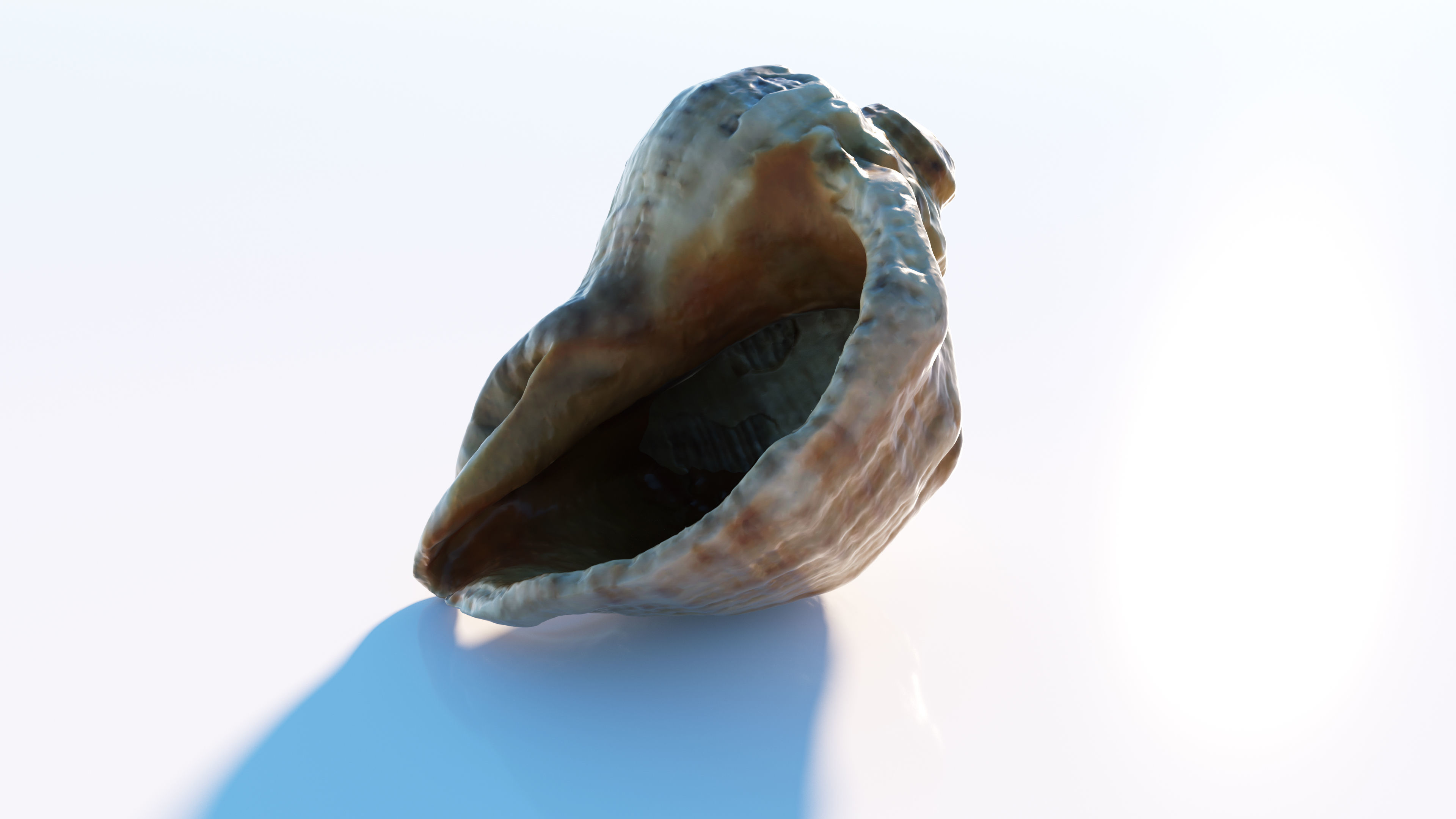 Sea shell Low-poly 3D model_8