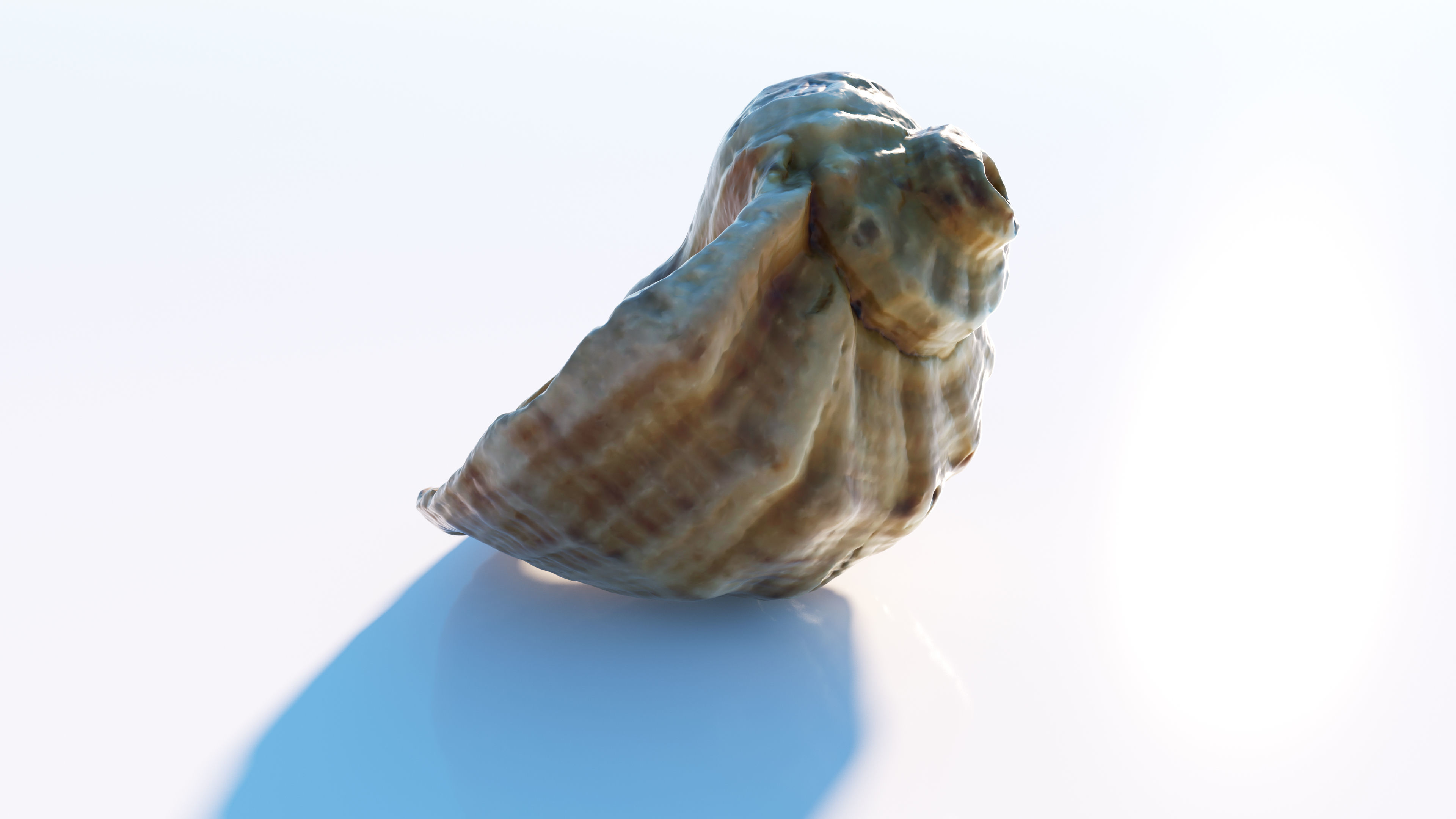 Sea shell Low-poly 3D model_7