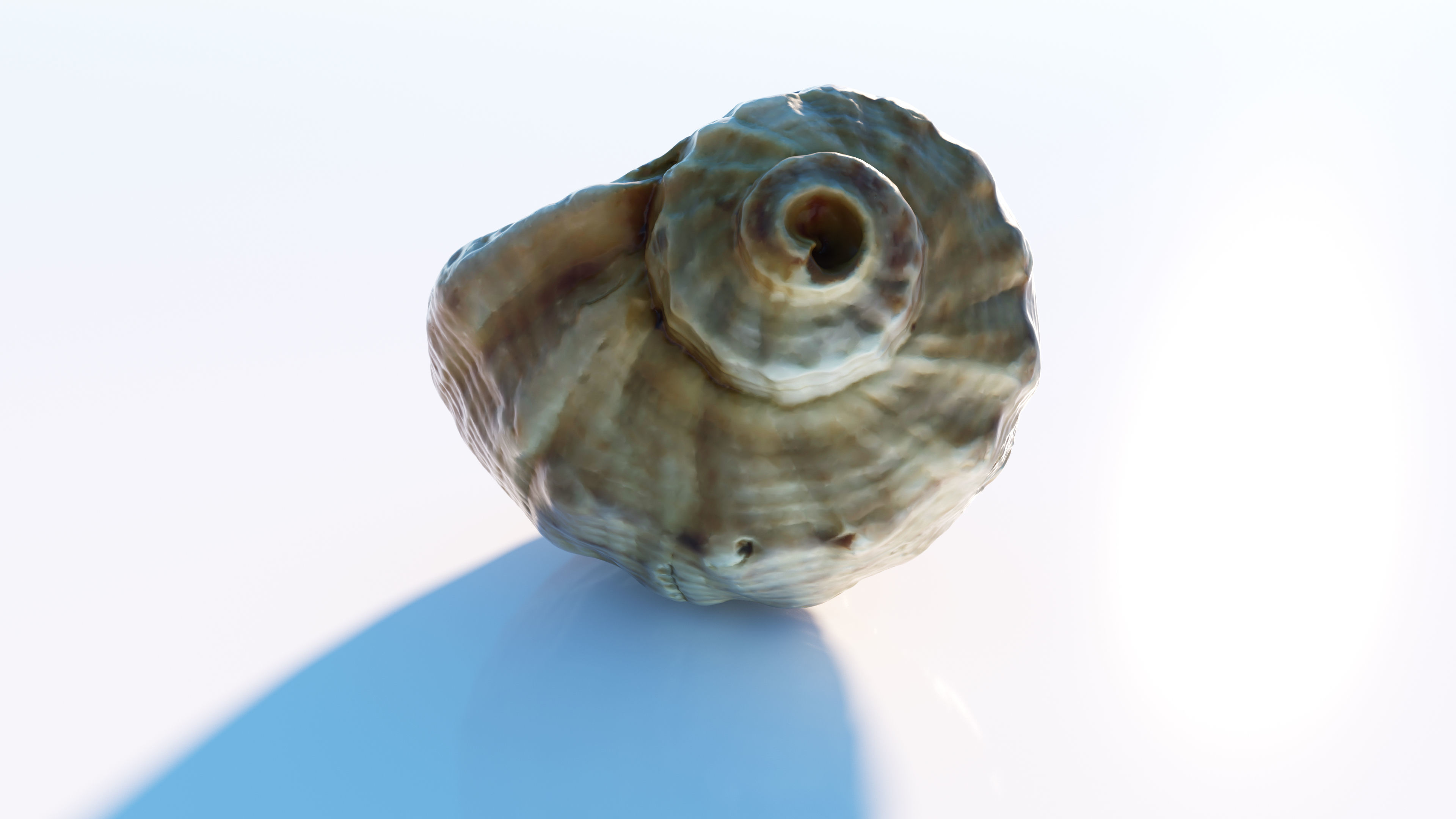 Sea shell Low-poly 3D model_6