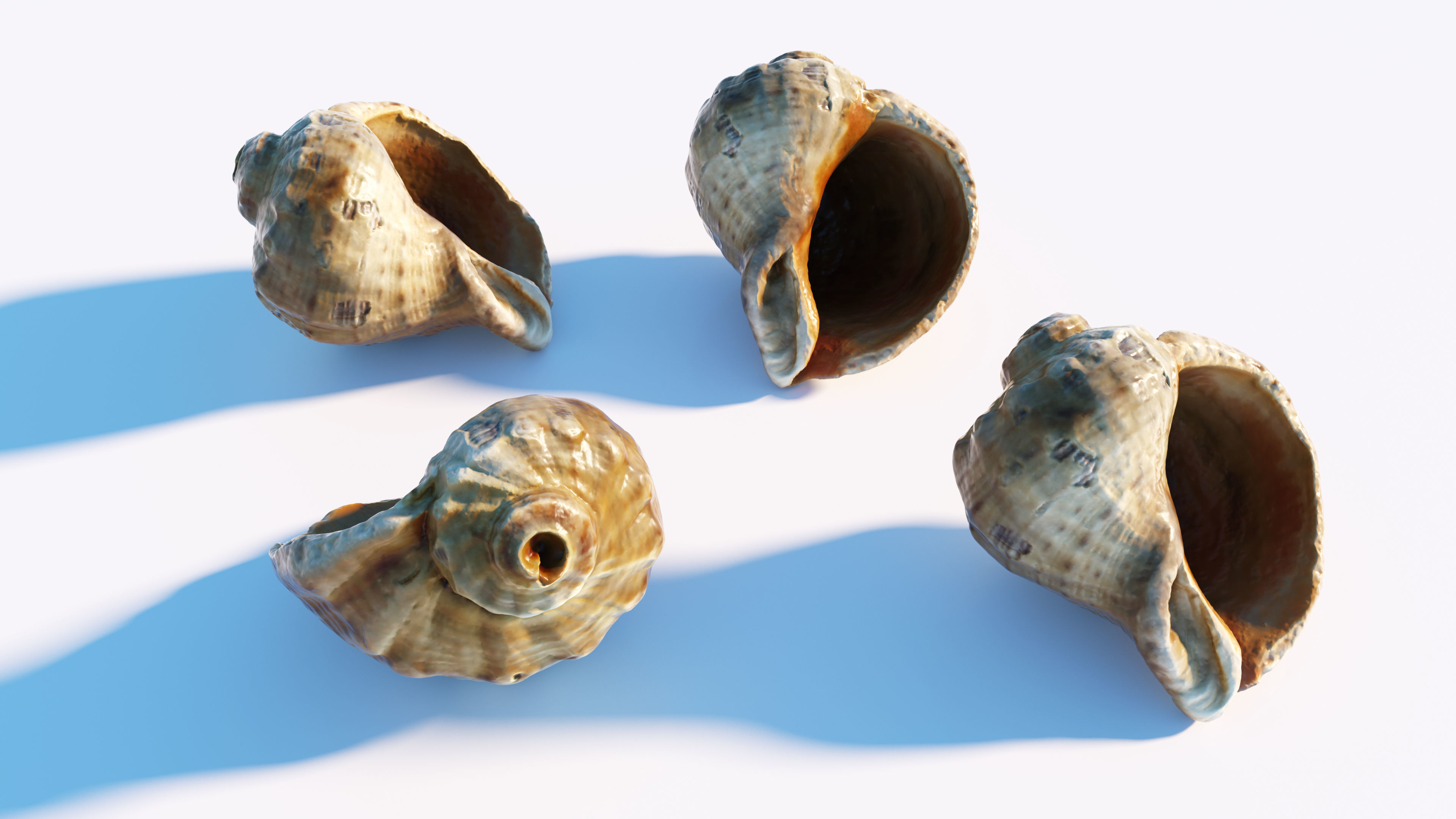 Sea shell Low-poly 3D model_9