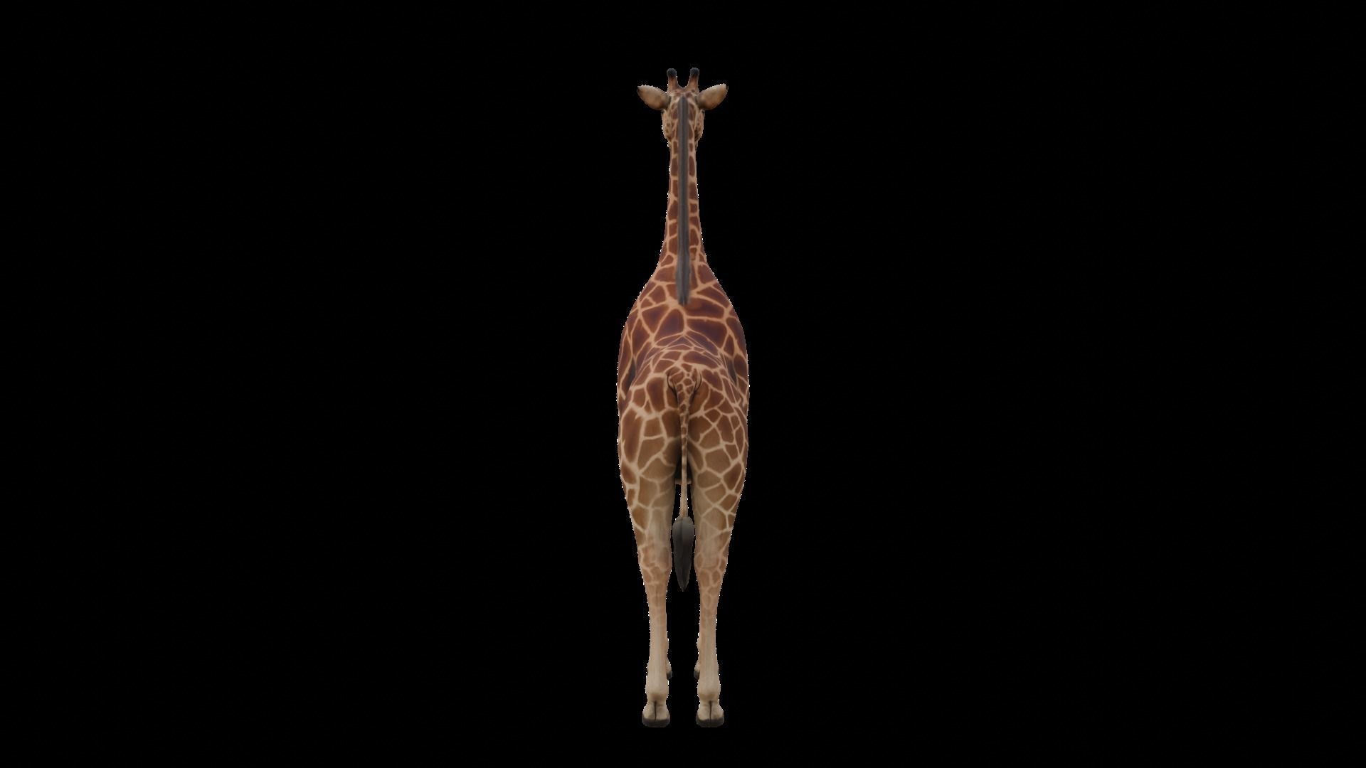 Animal Giraffe Low-poly 3D model_4